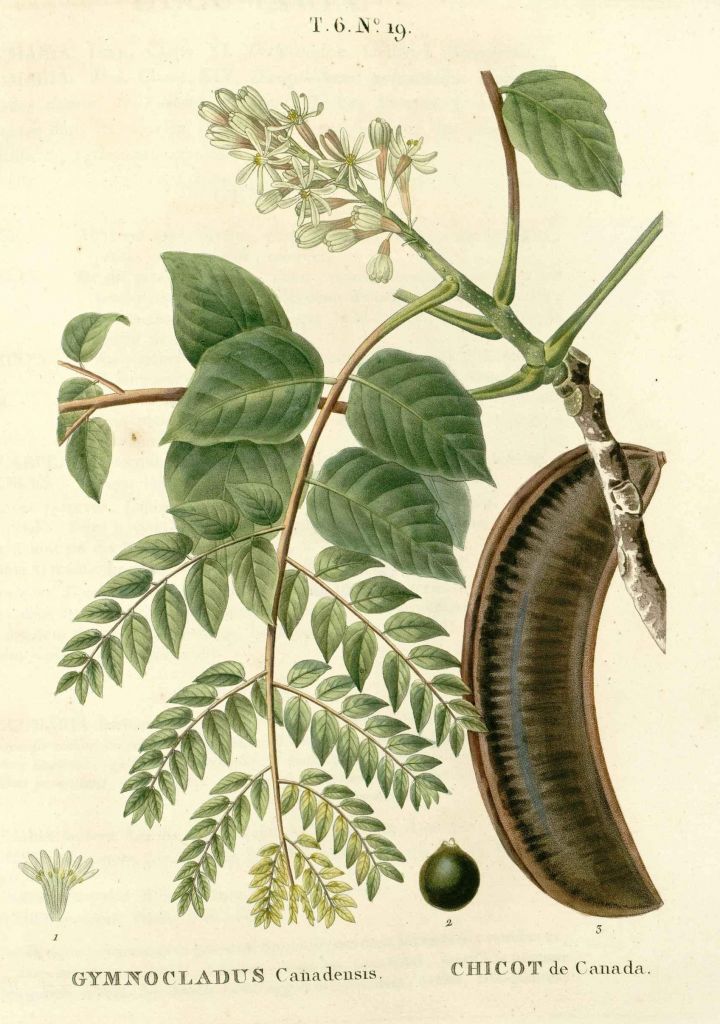 dioicus2.jpg