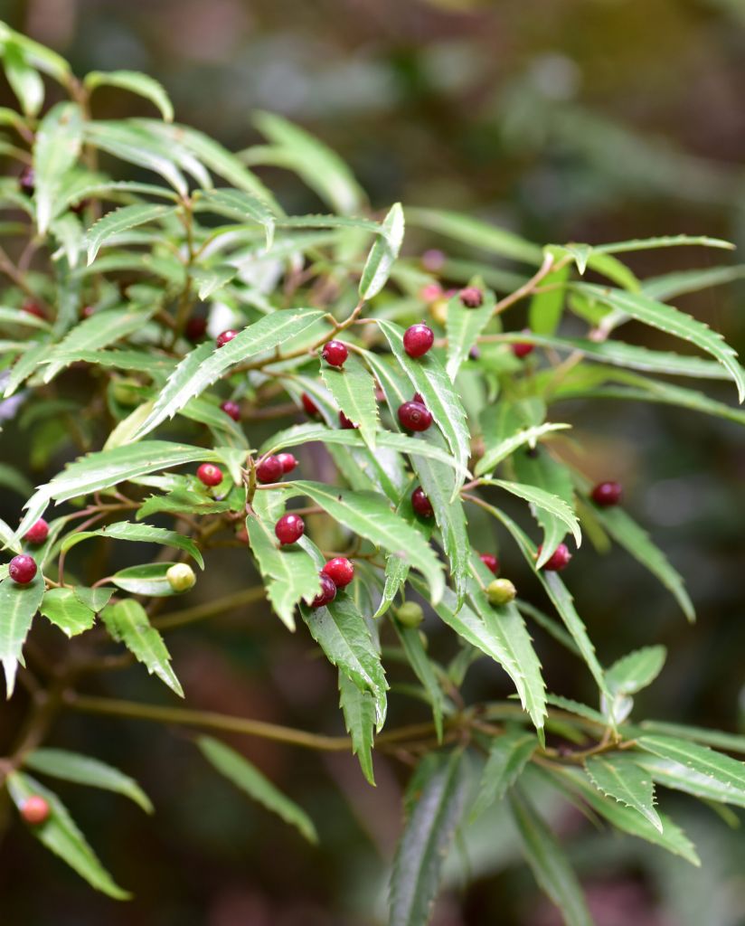 chinensis2.jpg