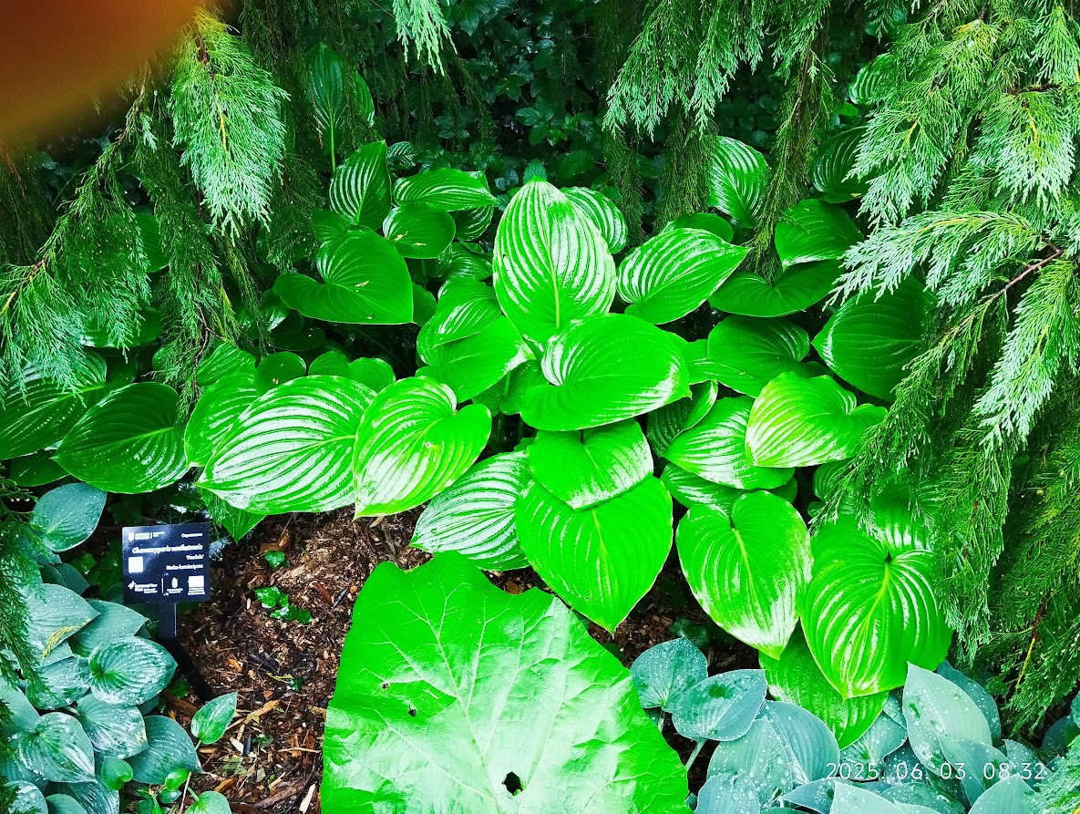 plantaginea292.jpg