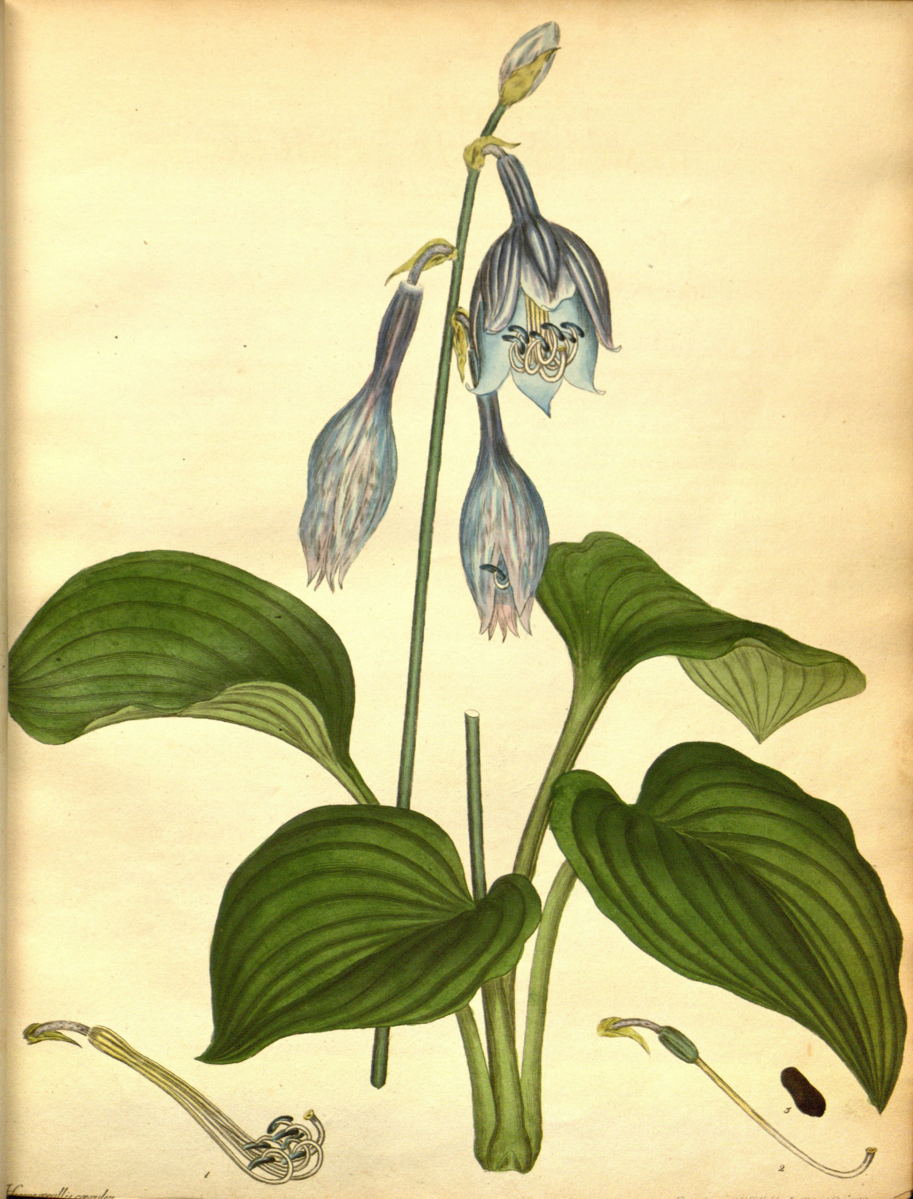 ventricosa.jpg