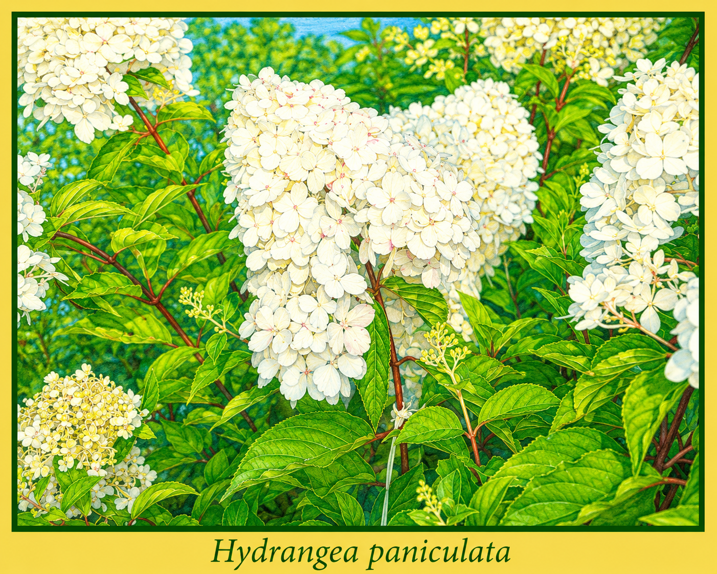 paniculata.png