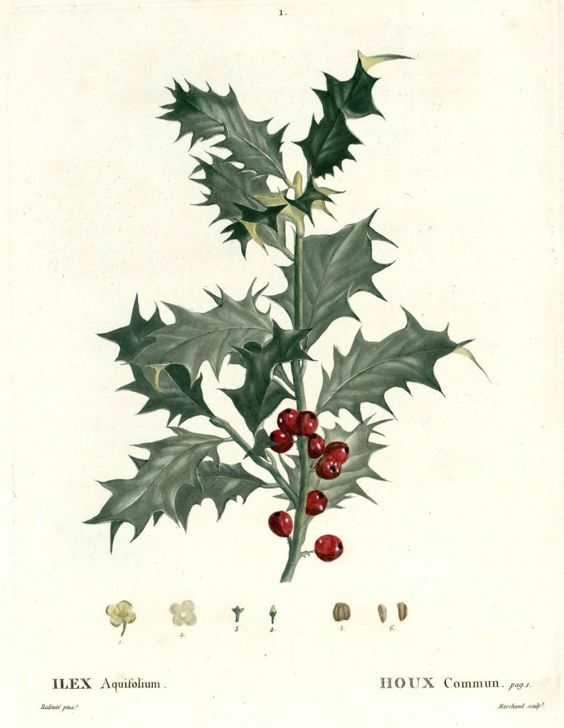 aquifolium.jpg