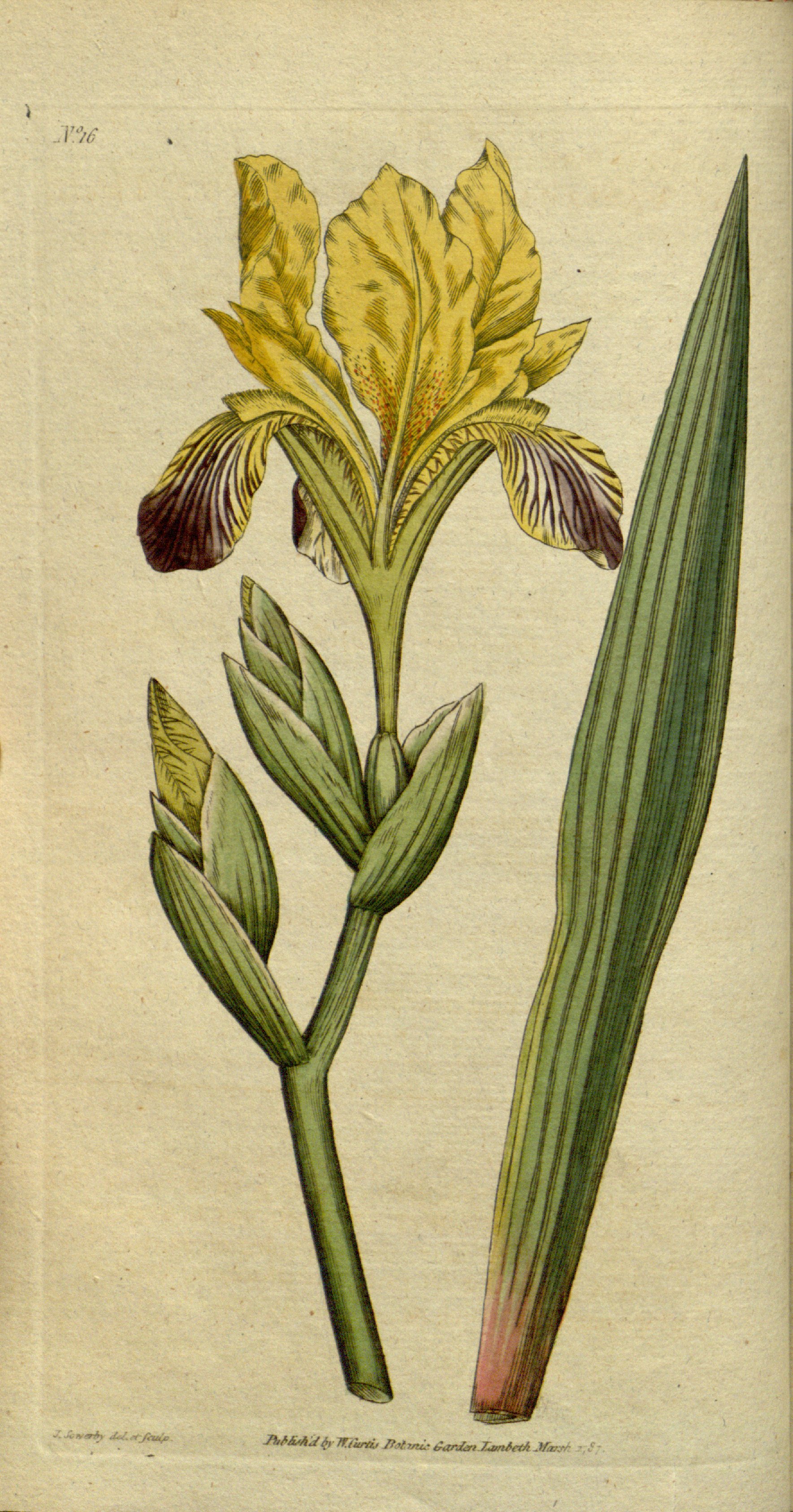 variegata.jpg
