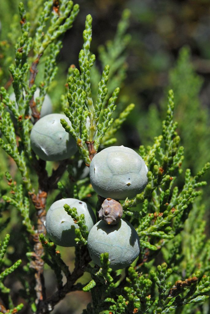 Juniperus_excelsa_s_excelsa_C1.jpg