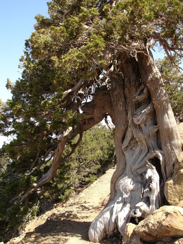 Juniperus_foetidissima,_Troodos_1.jpg