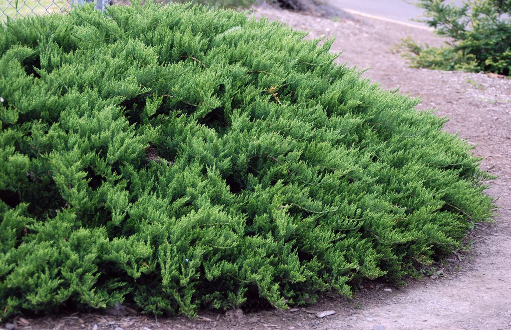 tamariscifolia.jpg
