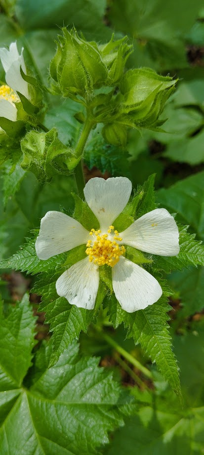 vitifolia2.jpg