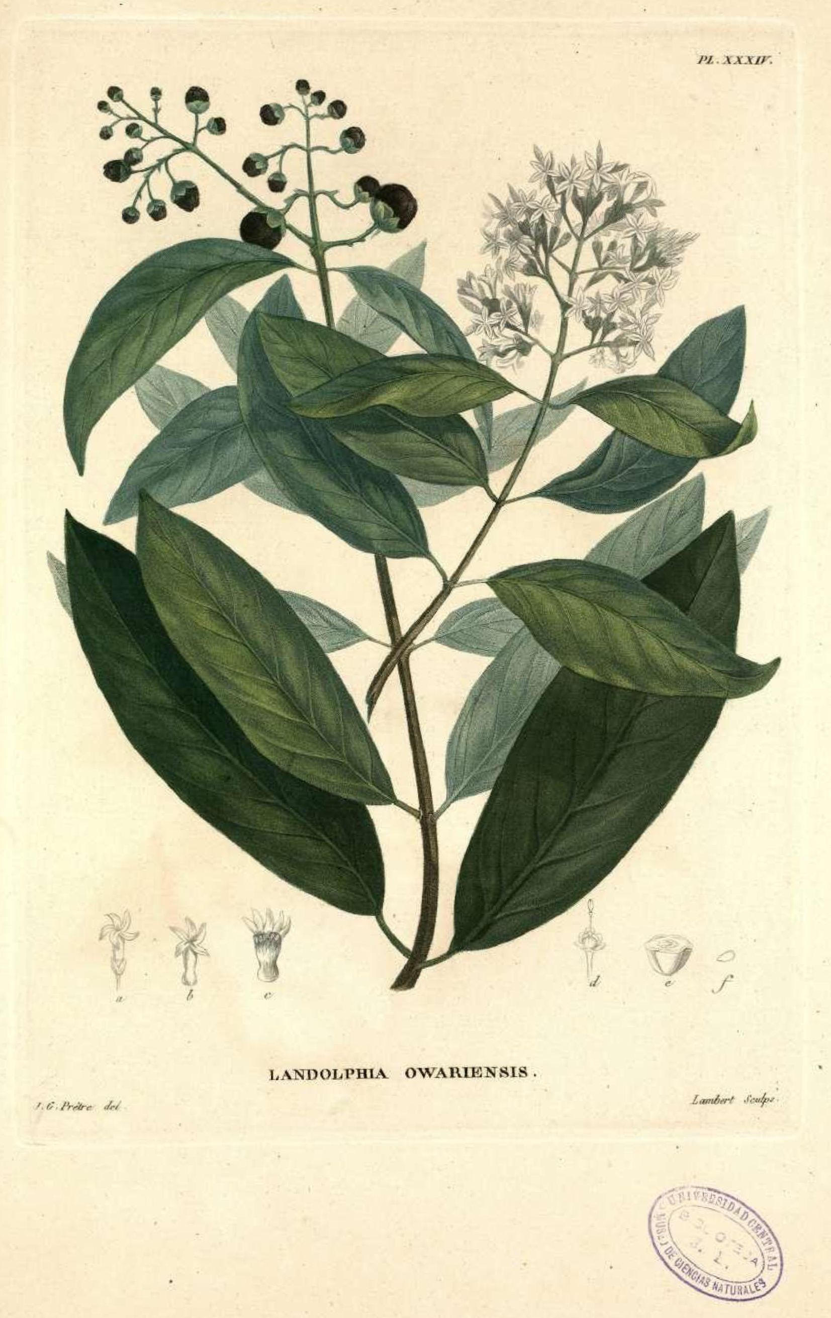 owariensis.jpg owariensis.jpg