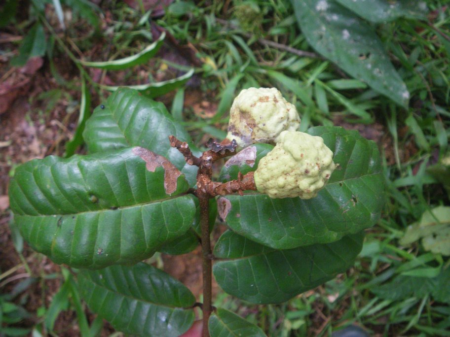 owariensis2.jpg owariensis2.jpg