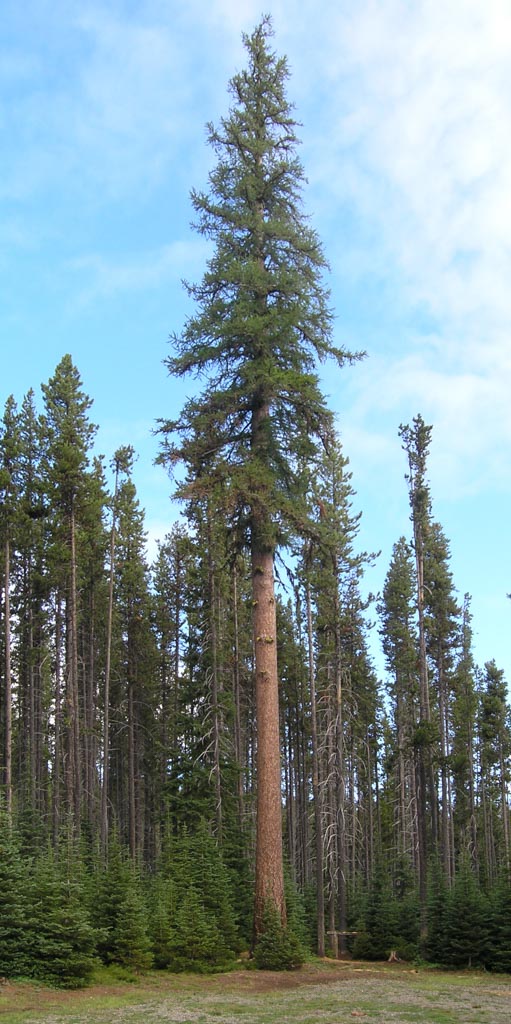 occidentalis01.jpg