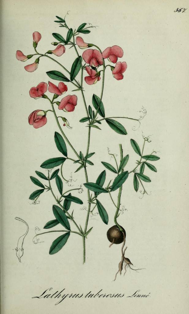 tuberosus2.jpg