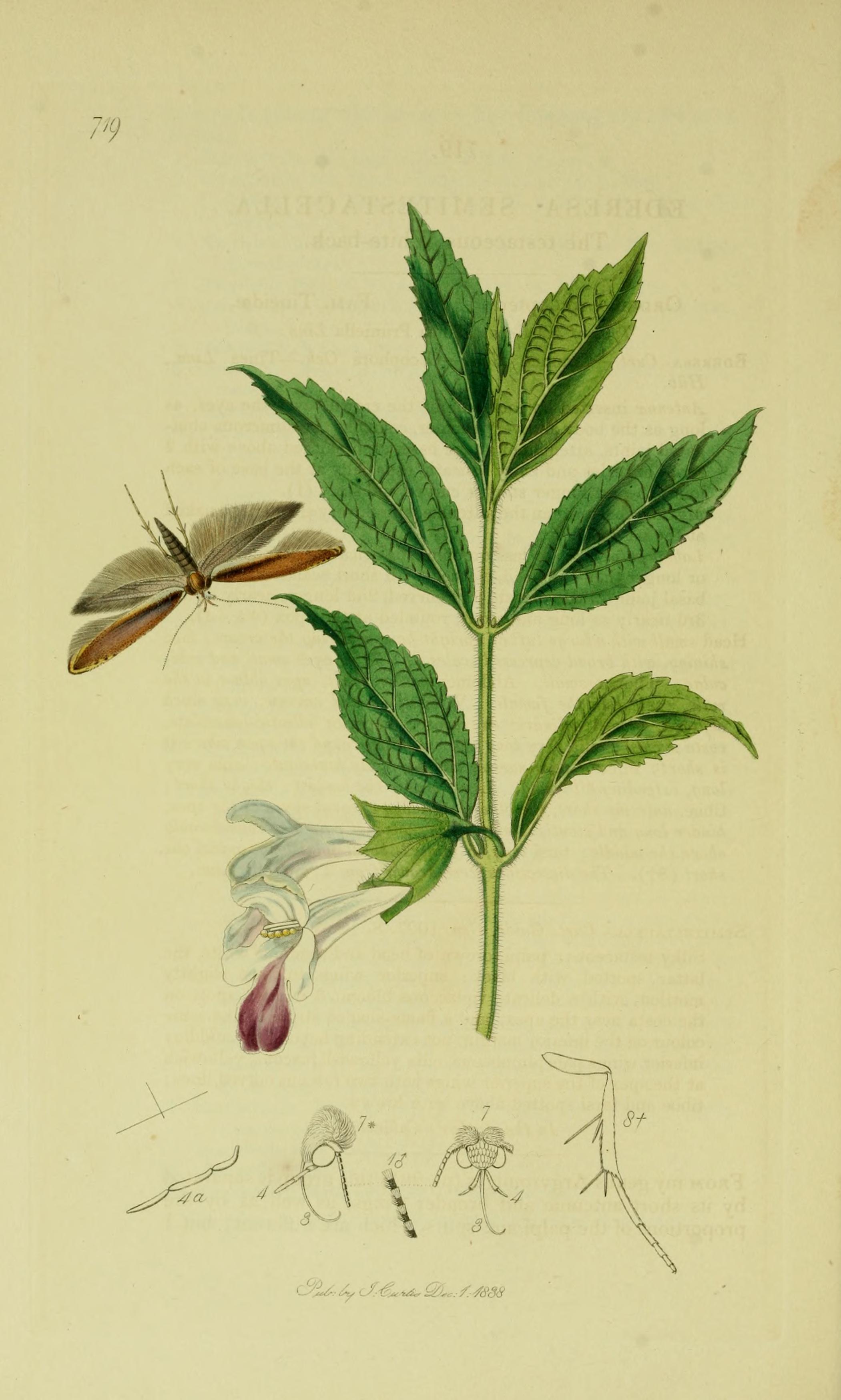 melissophyllum.jpg