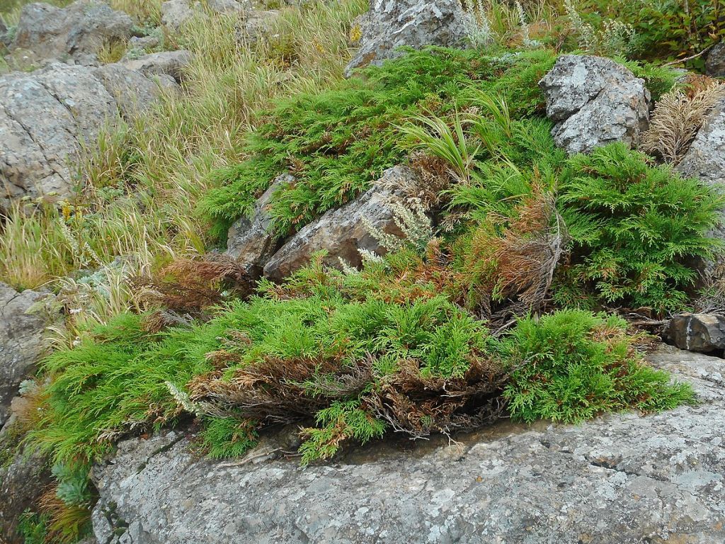 Microbiota_decussata,_Lavochka,_Shkotovsky_District,_Primorsky_Krai,_Russia_01.jpg