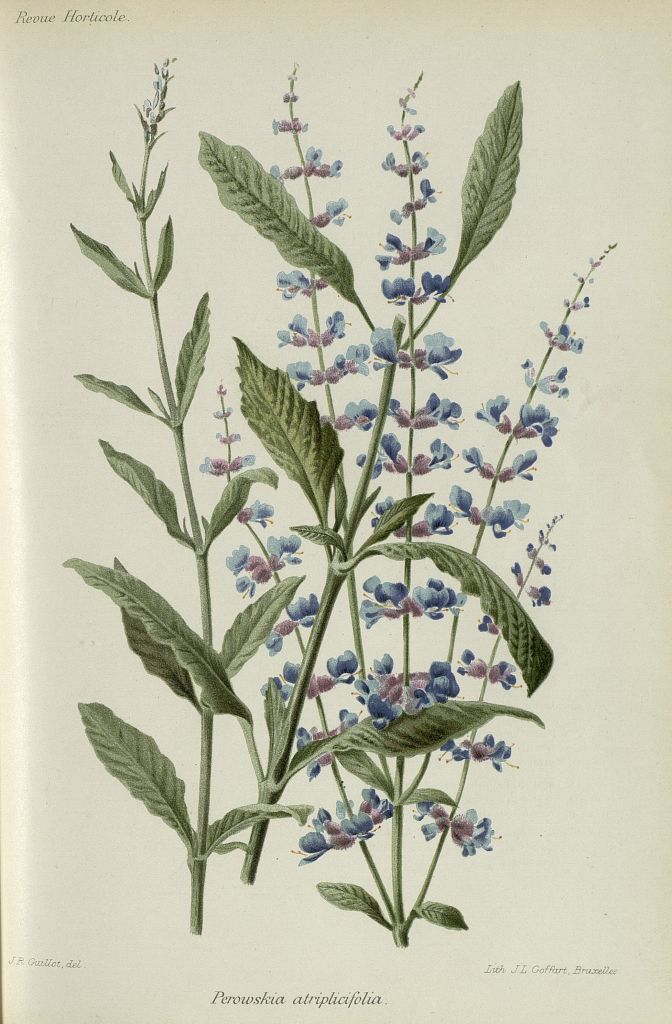 atriplicifolia.jpg