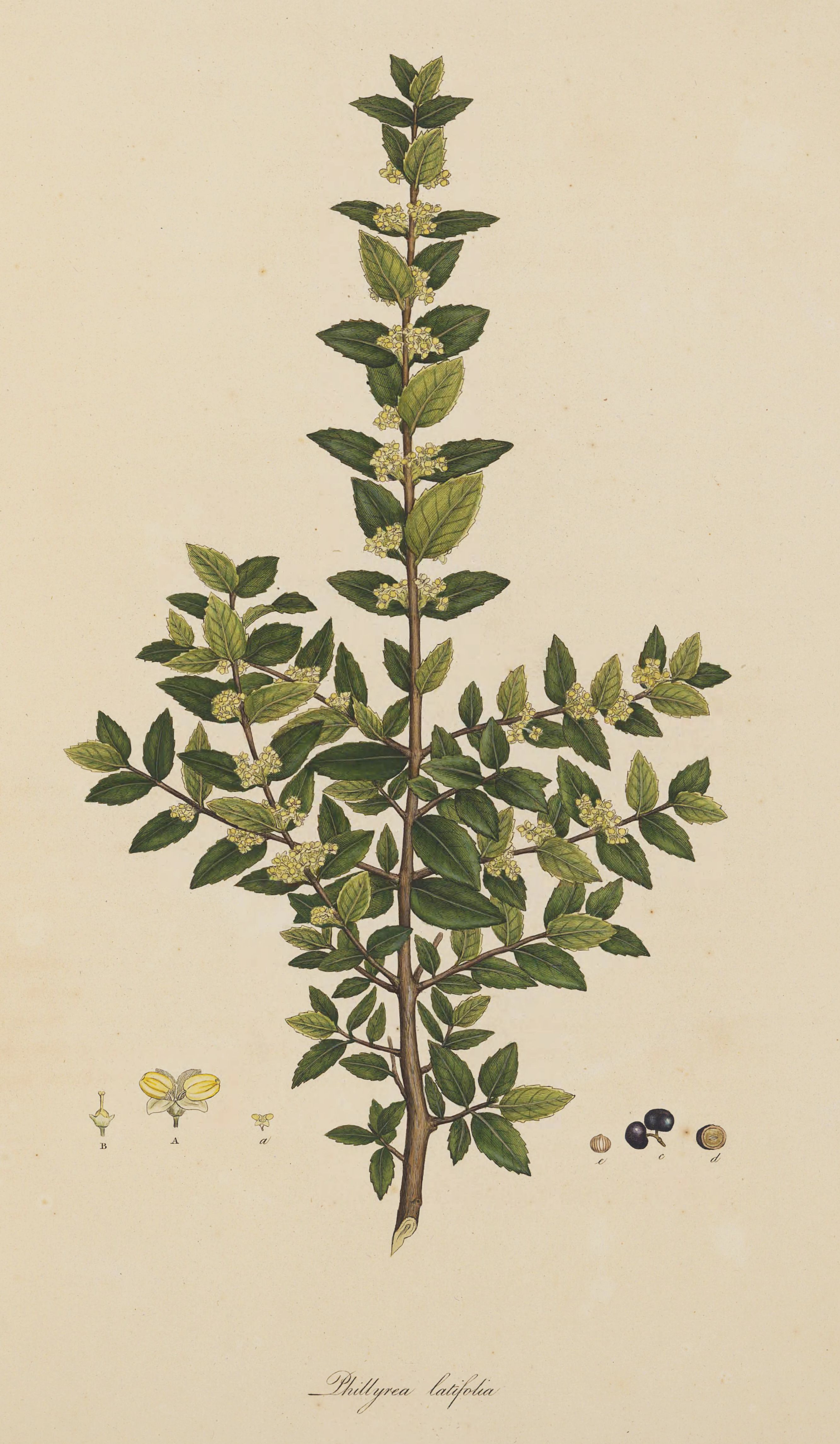 latifolia.jpg