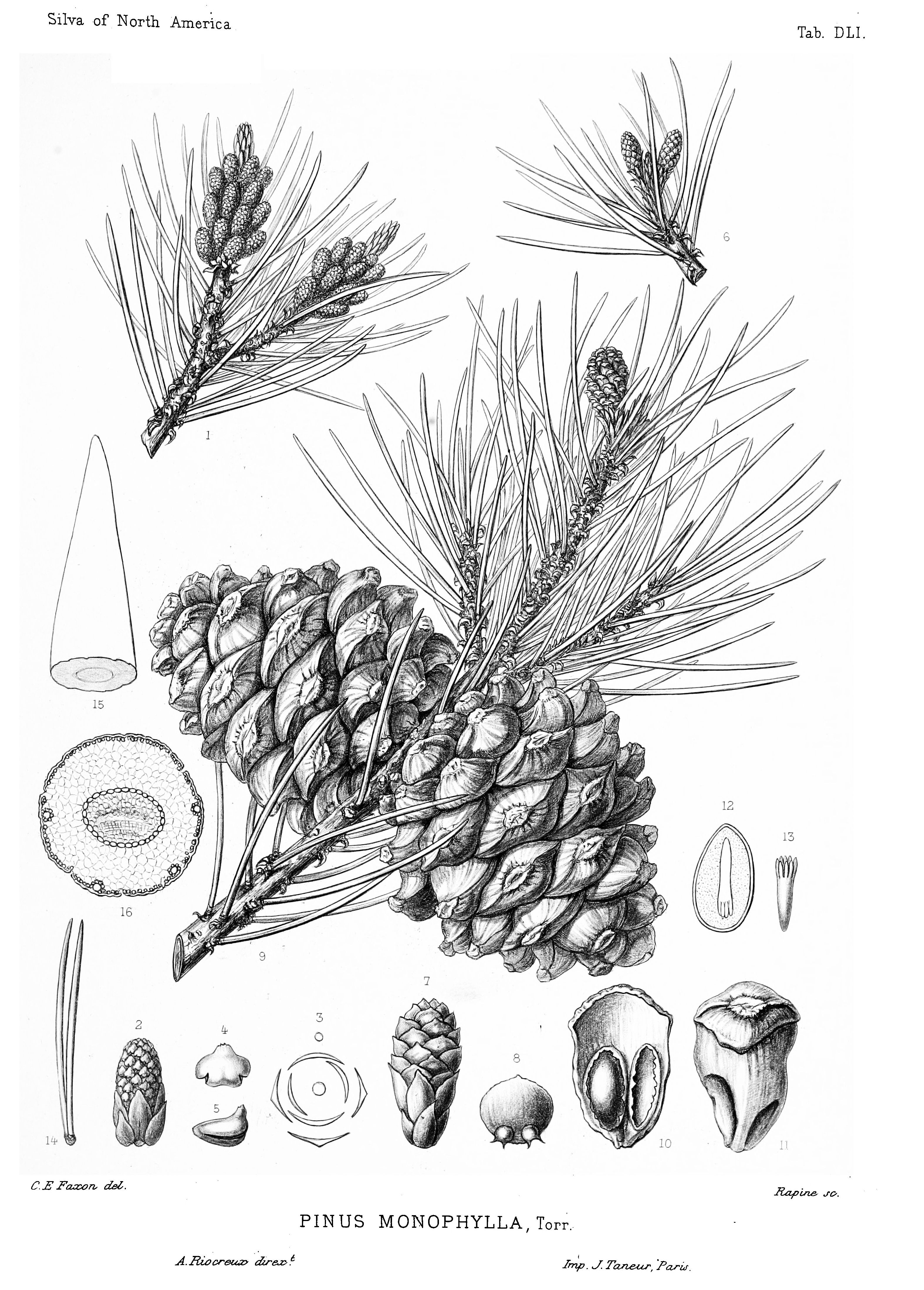 monophylla.jpg monophylla.jpg