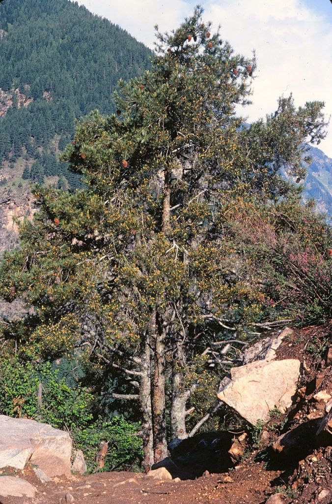 pinus-gerardiana.jpeg