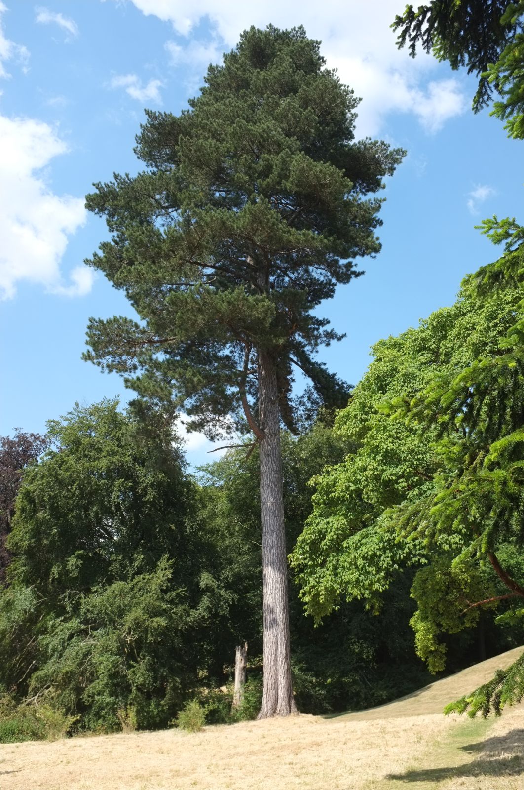pinus-nigra-var-maritima-3.jpg pinus-nigra-var-maritima-3.jpg