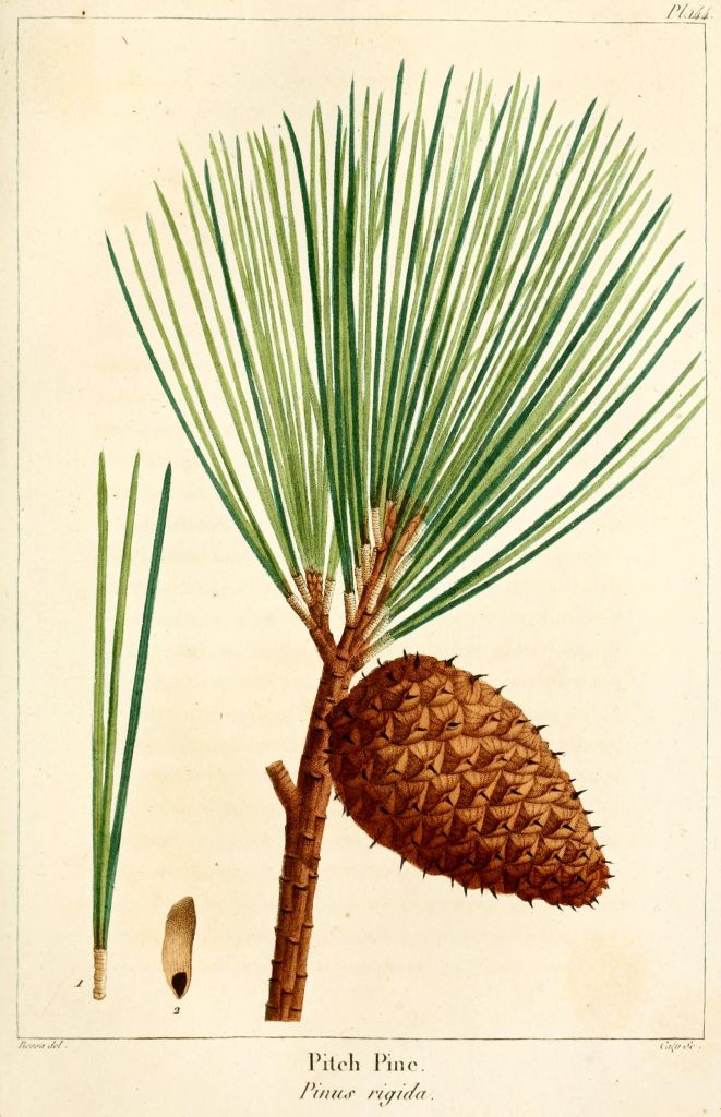 rigida.jpg
