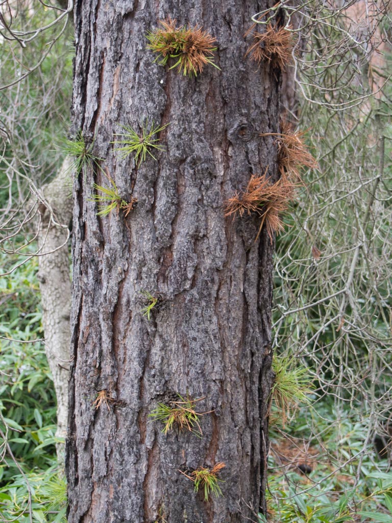 rigida04.jpg