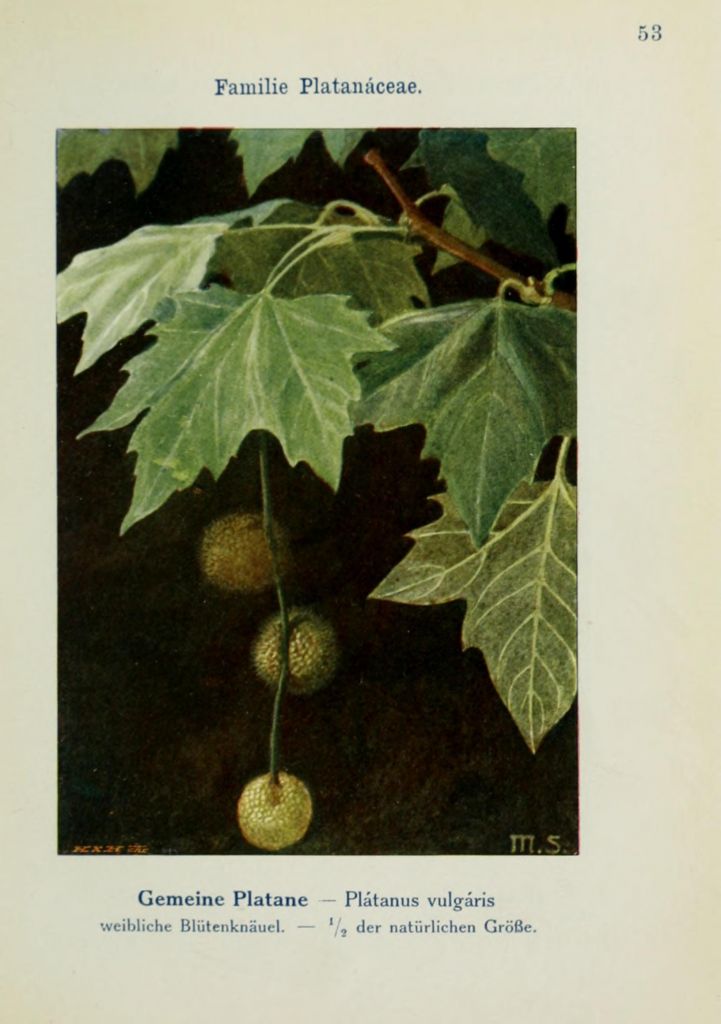 occidentalis.jpg