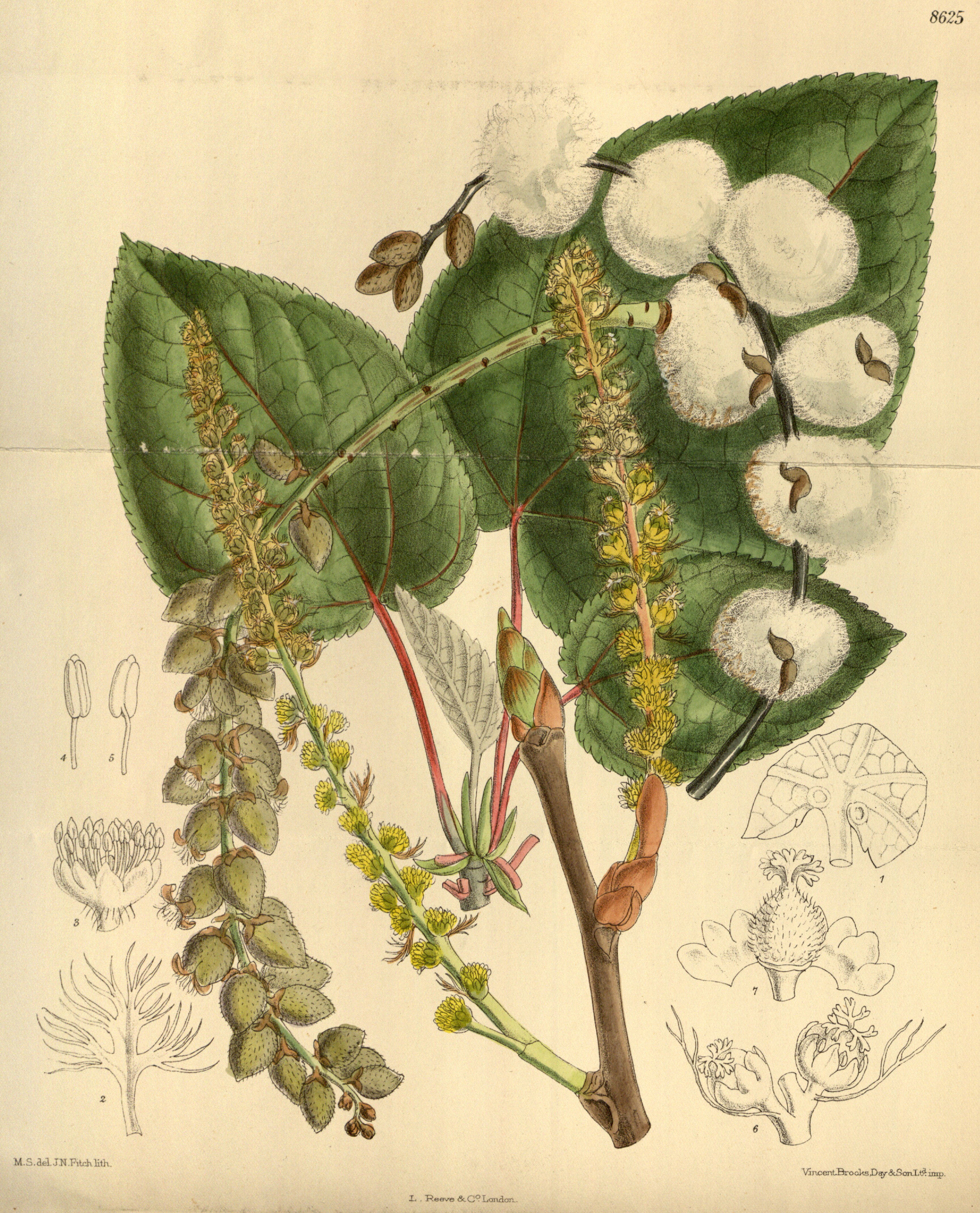 lasiocarpa.jpg lasiocarpa.jpg