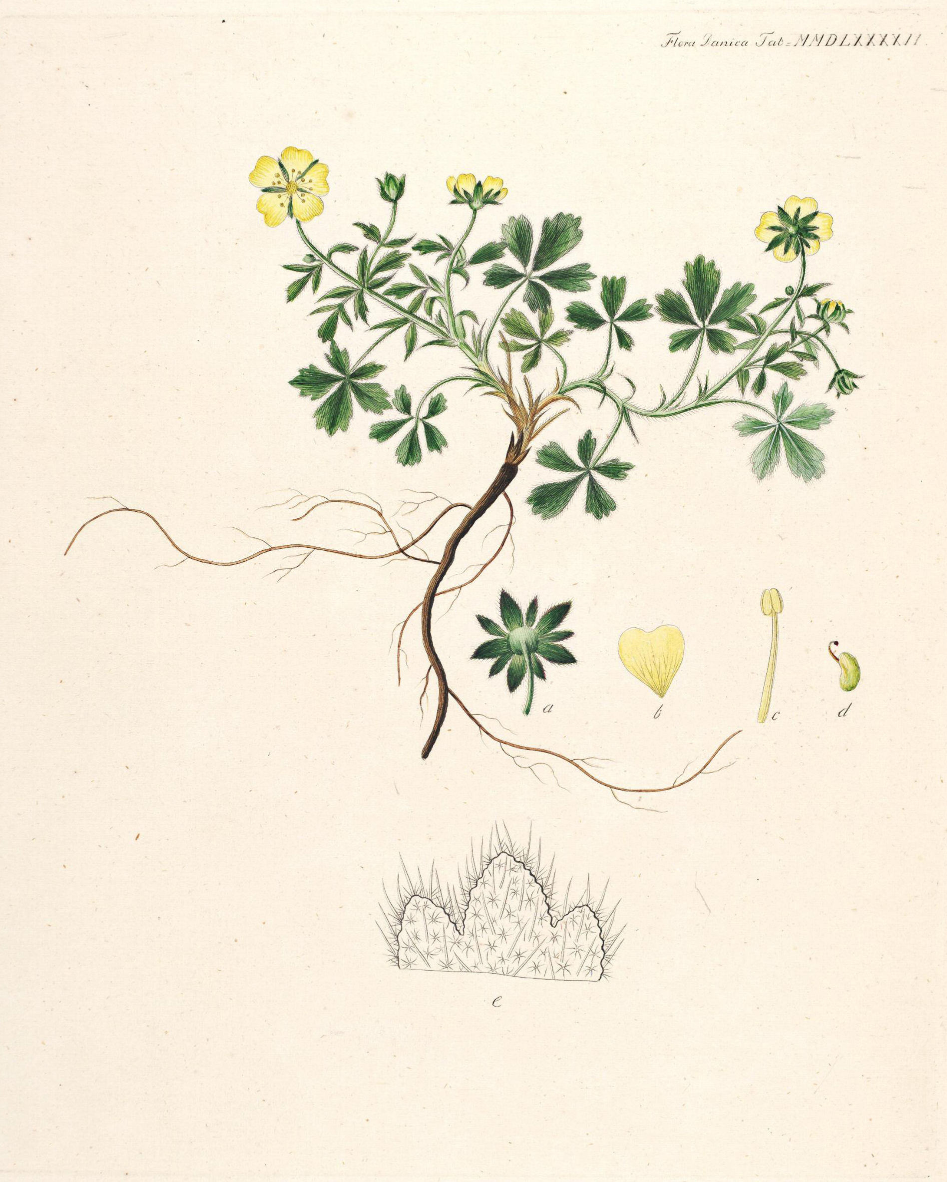 arenaria.jpg
