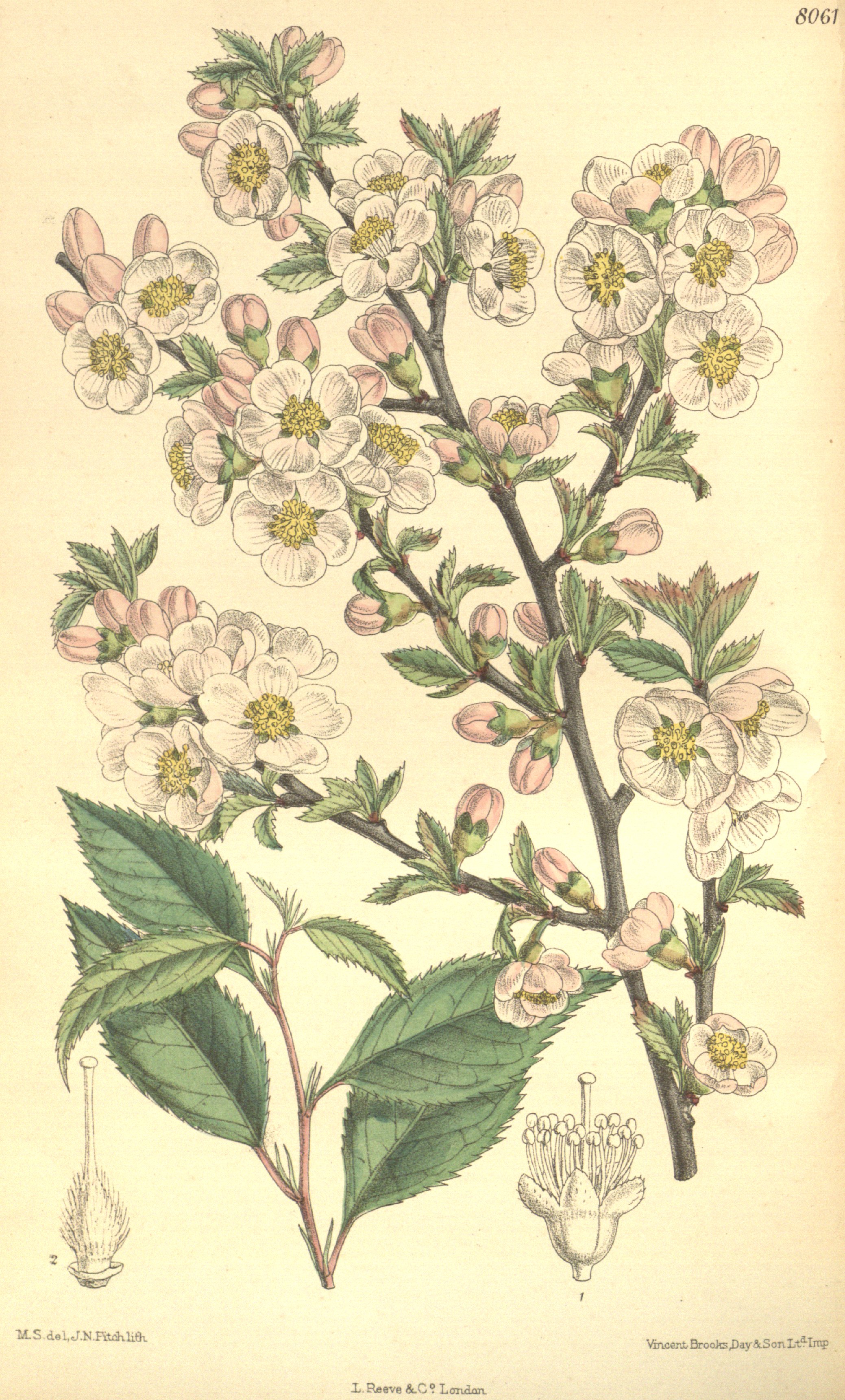 triloba.jpg triloba.jpg