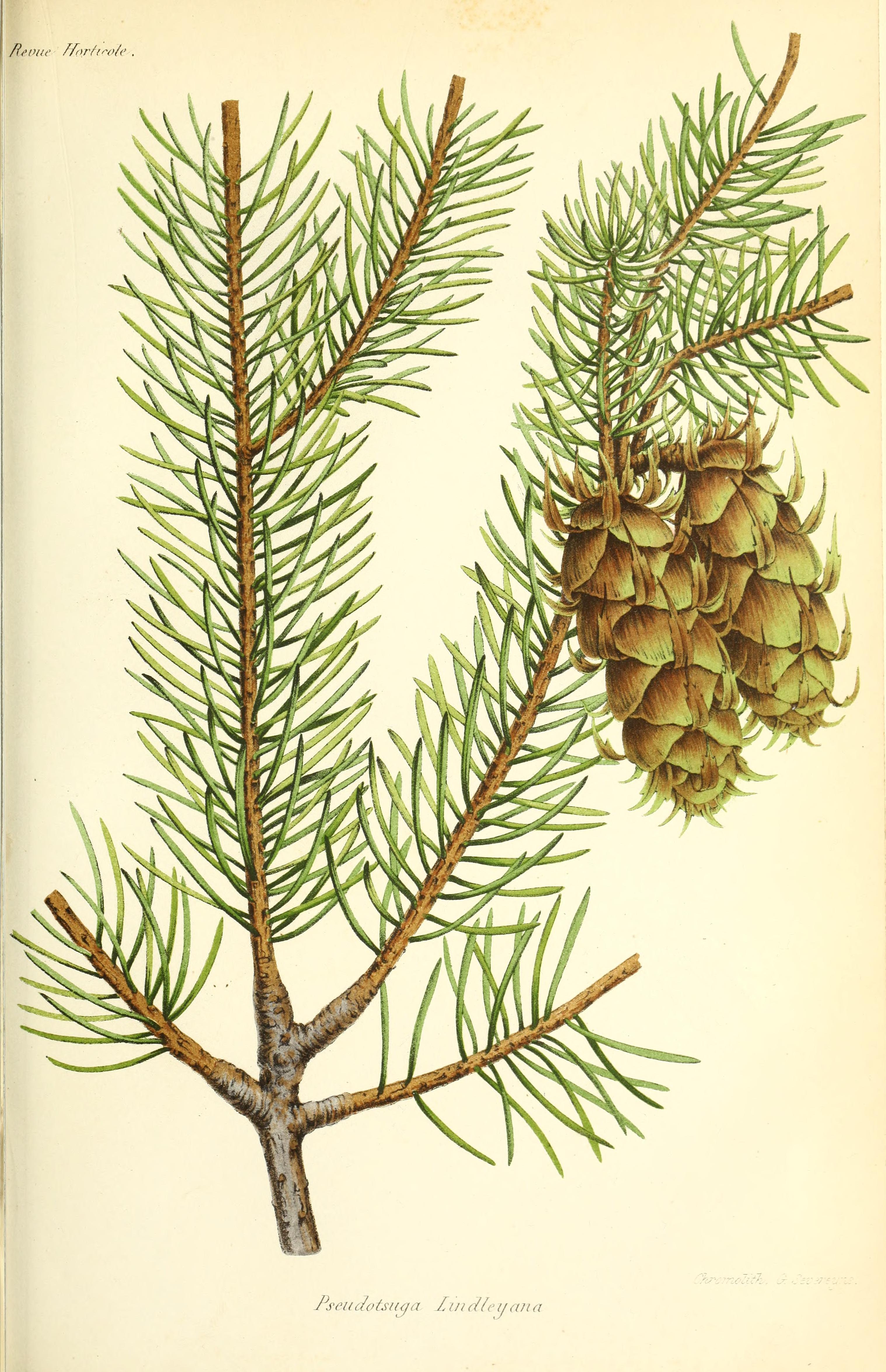 menziesii.jpg menziesii.jpg