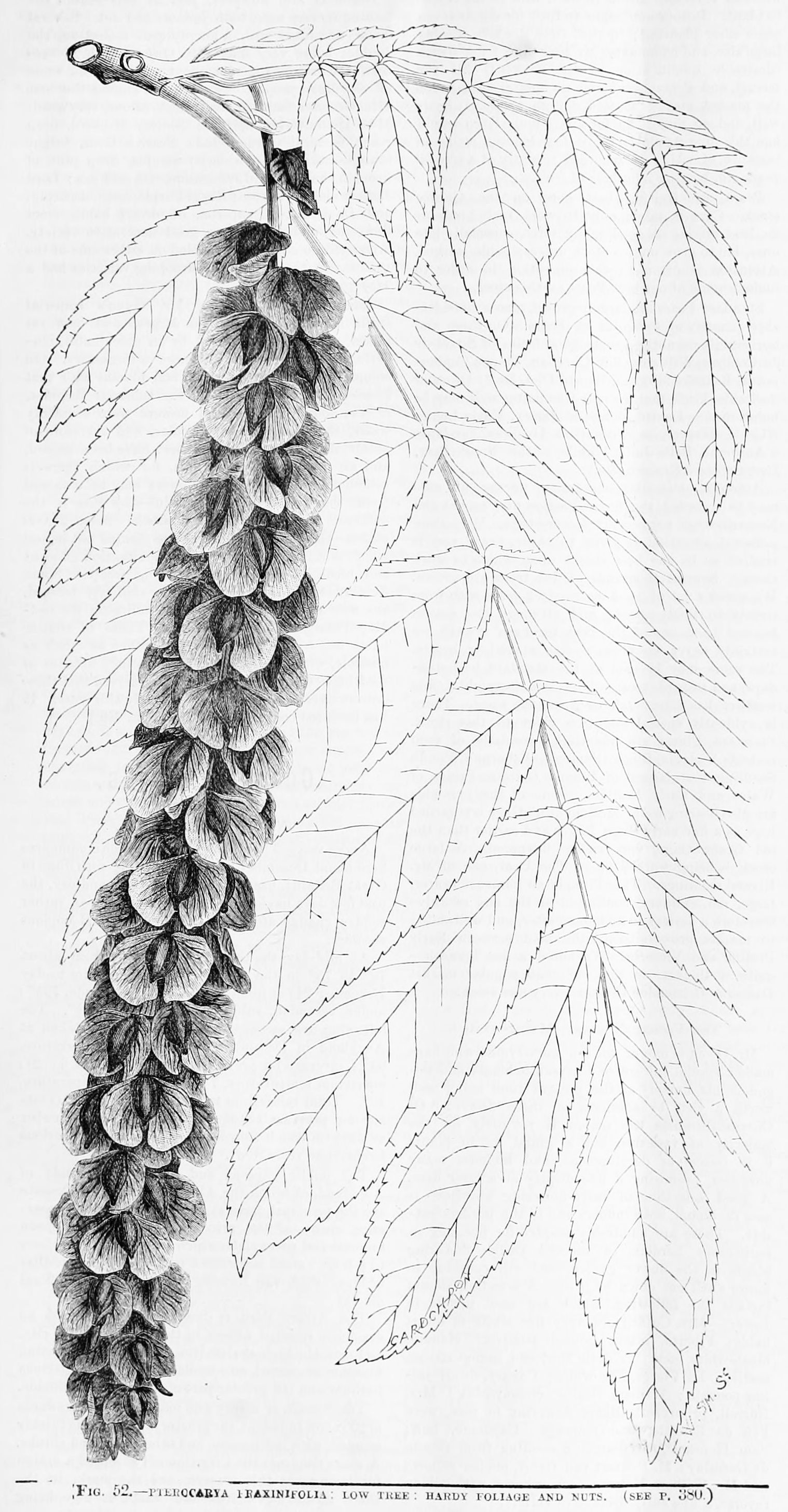 fraxinifolia.jpg
