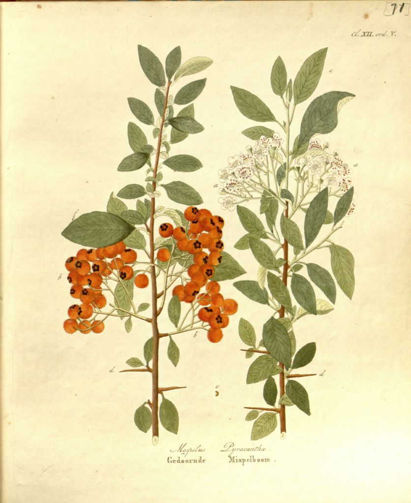 coccinea.jpg