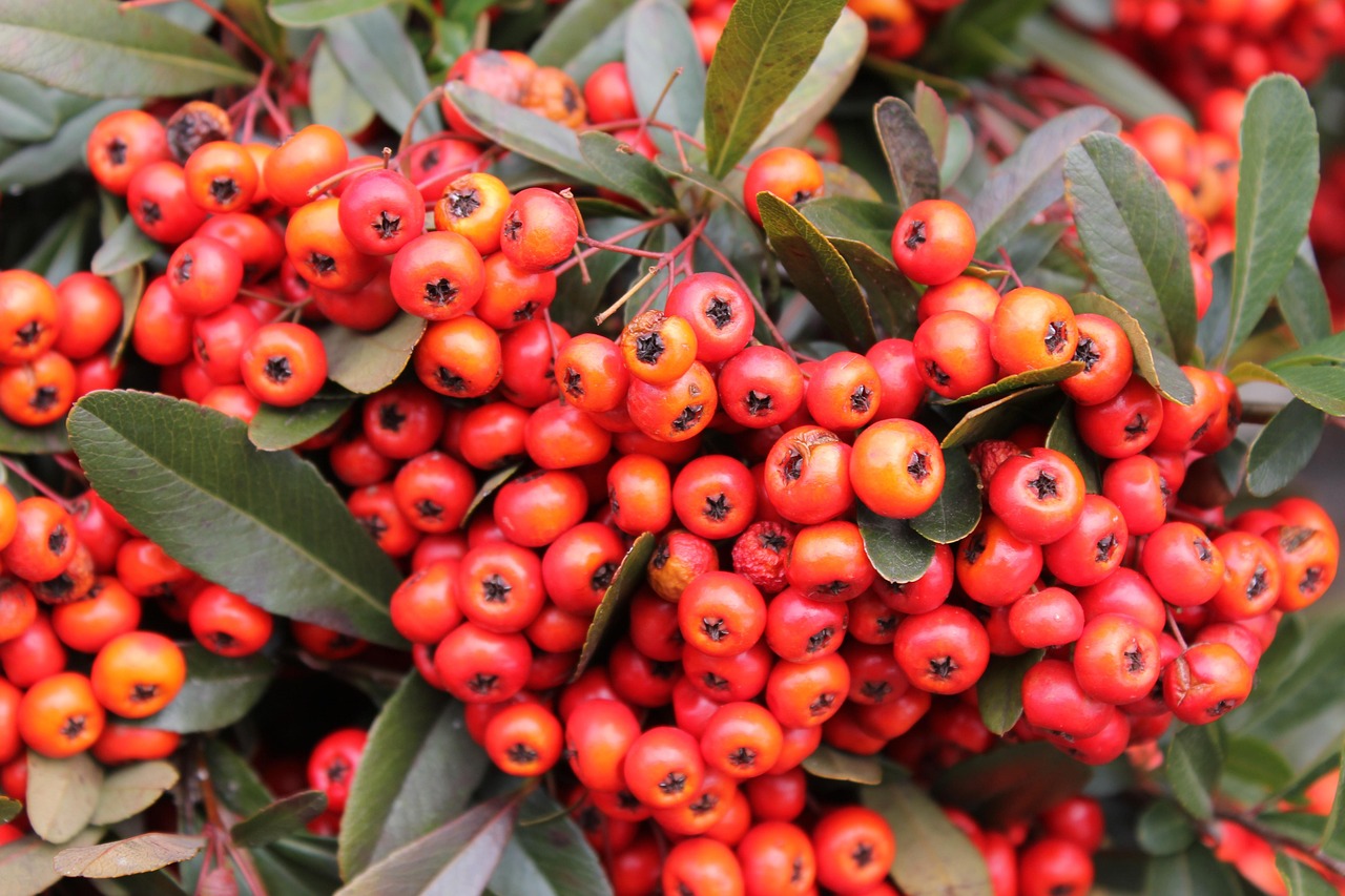 crenulata.jpg crenulata.jpg