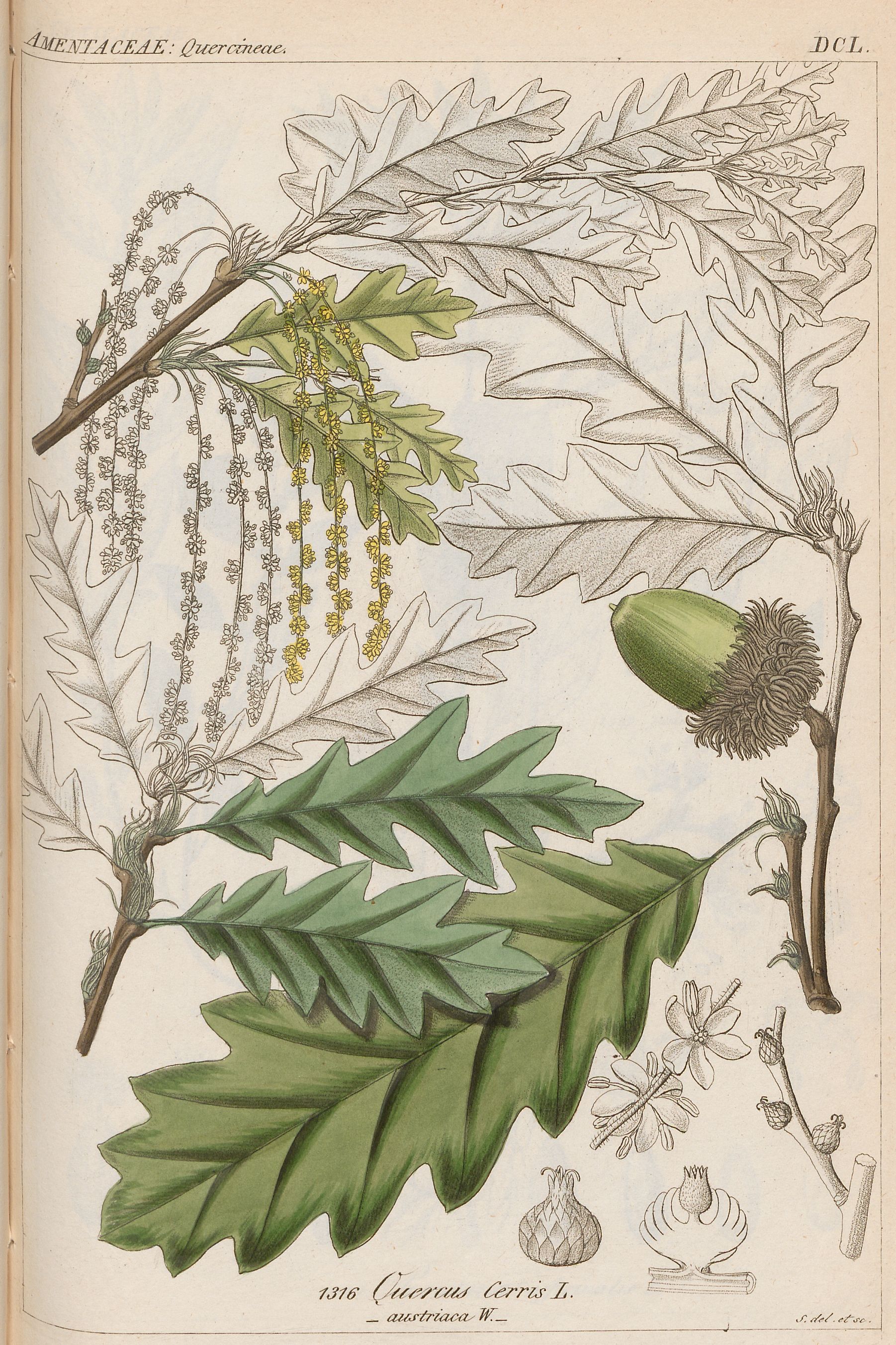 cerris30.jpg cerris30.jpg