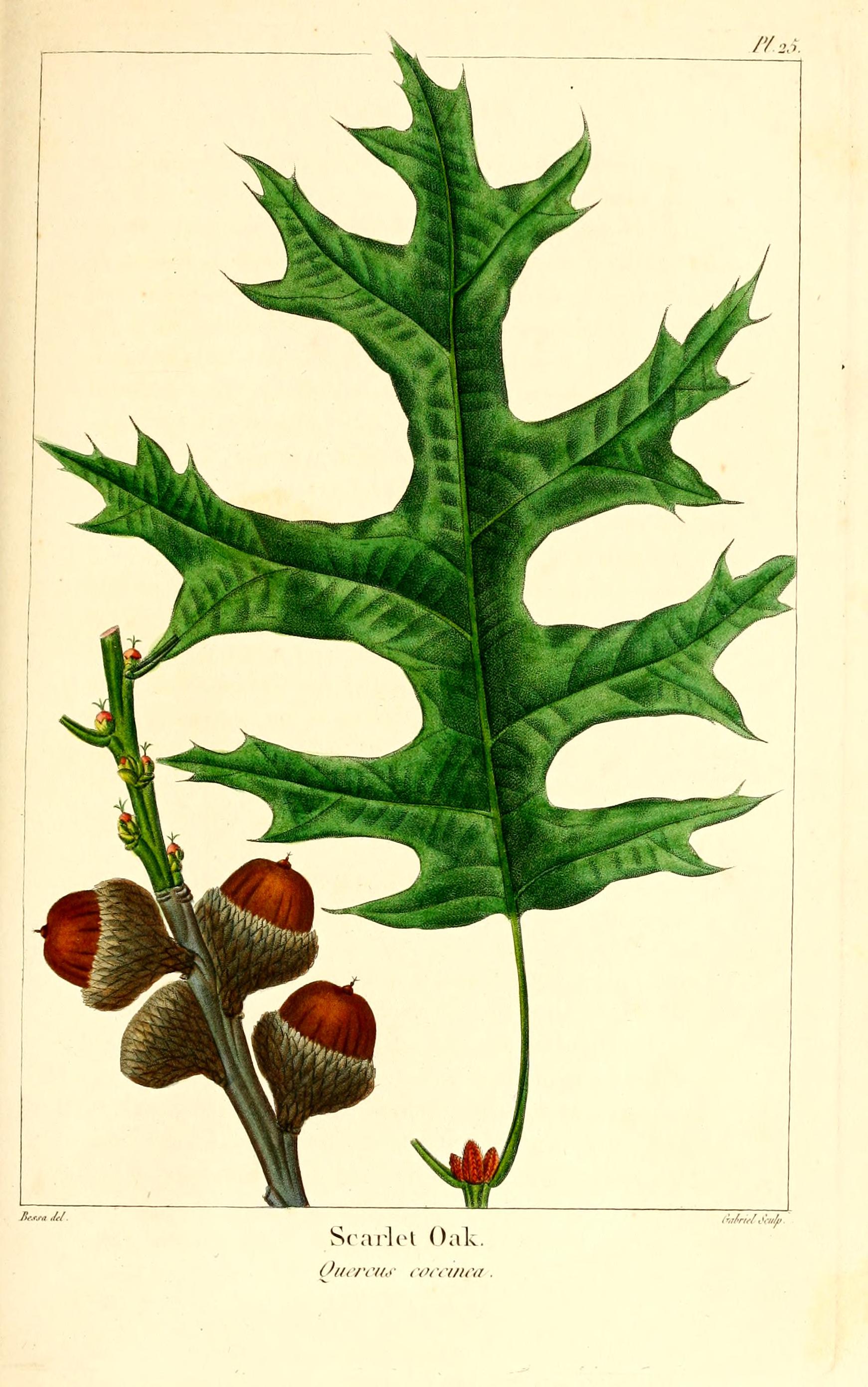 coccinea.jpg