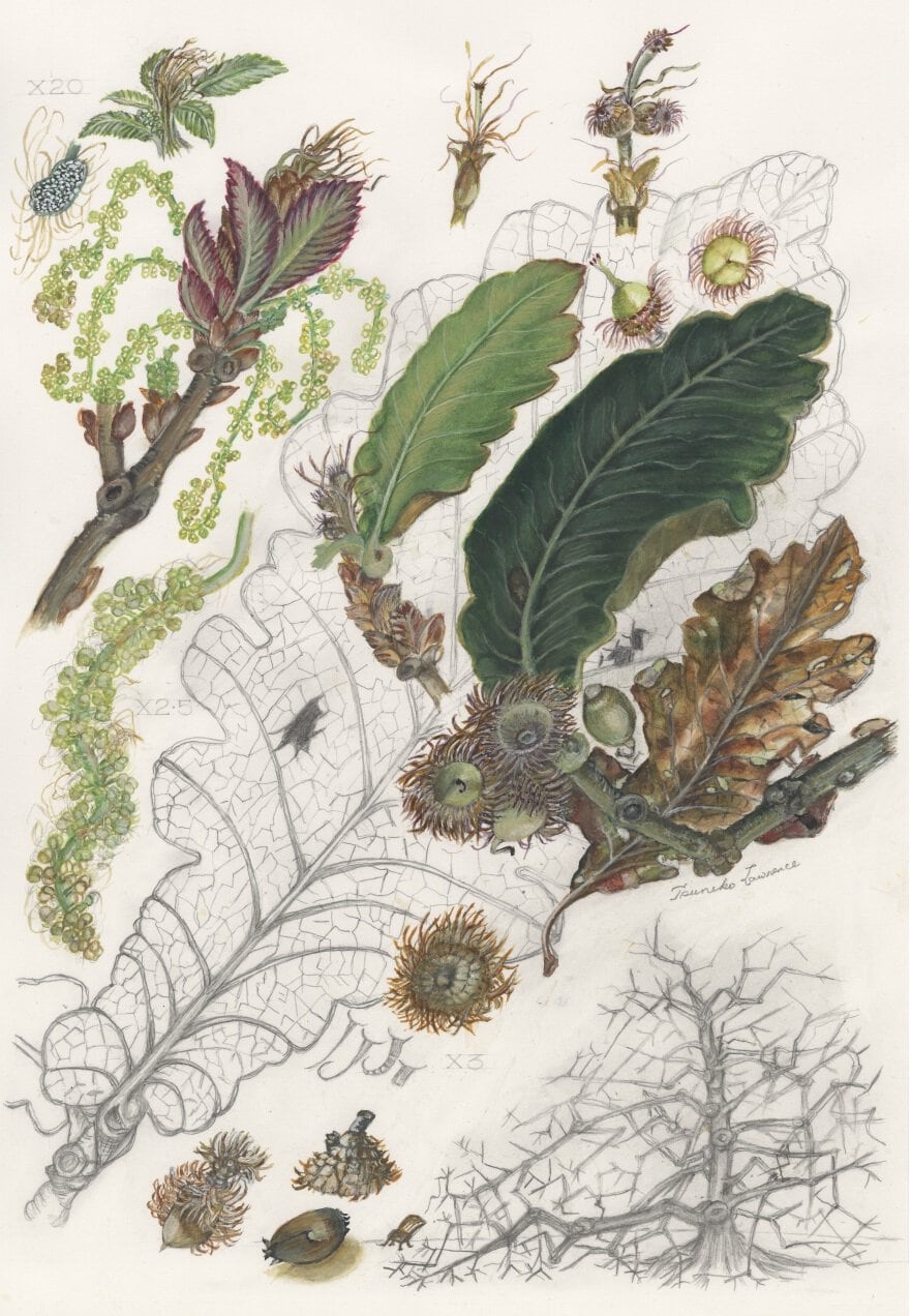 dentata.jpg dentata.jpg