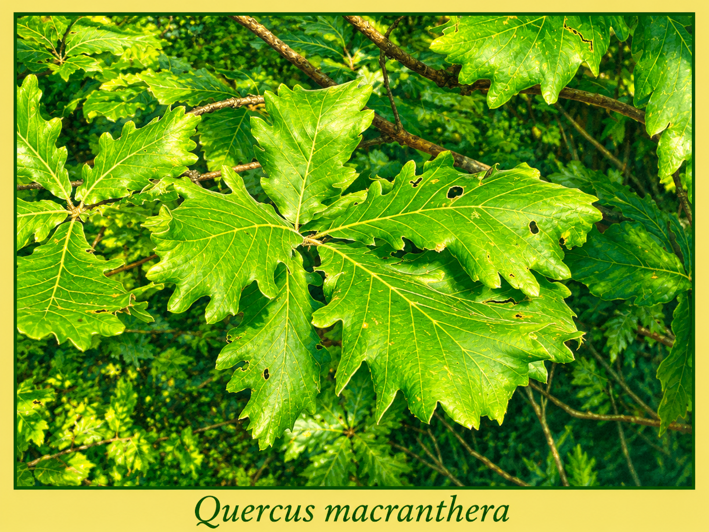 macranthera.png macranthera.png