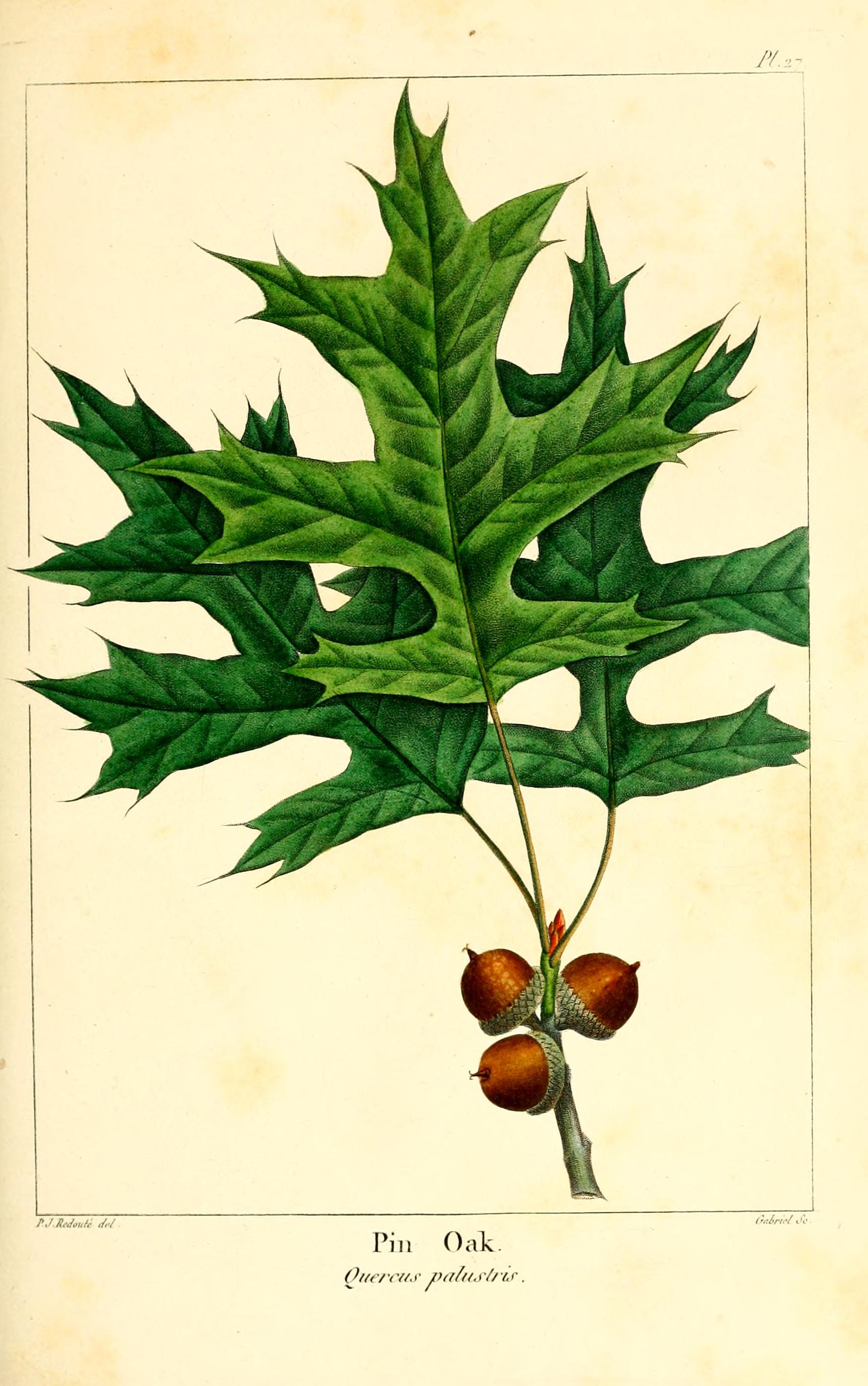 palustris.jpg