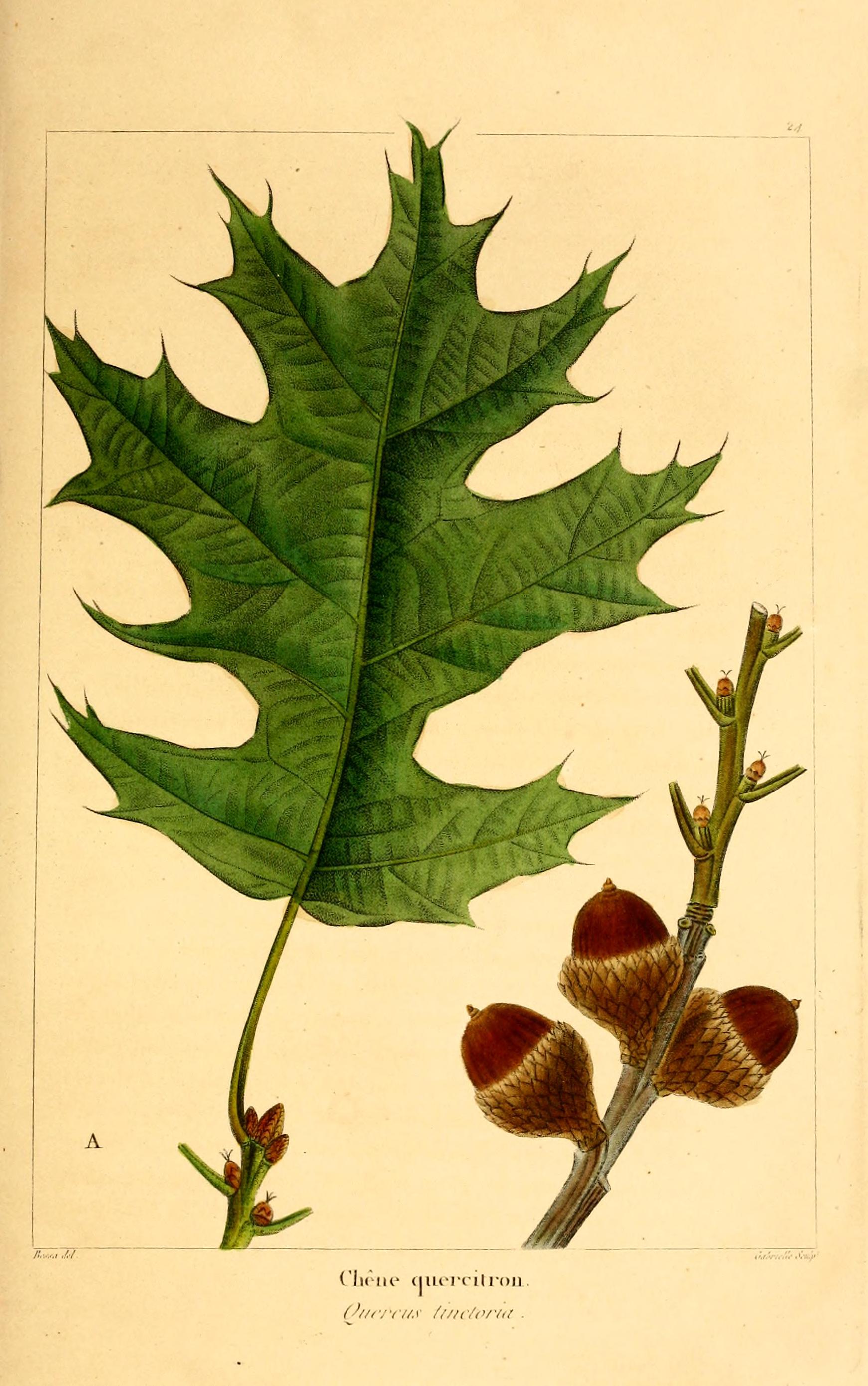 velutina.jpg velutina.jpg