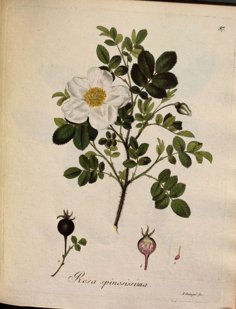 spinosissima2.jpg