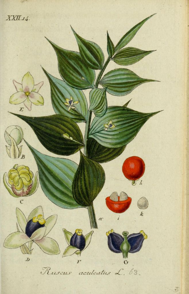 aculeatus.jpg