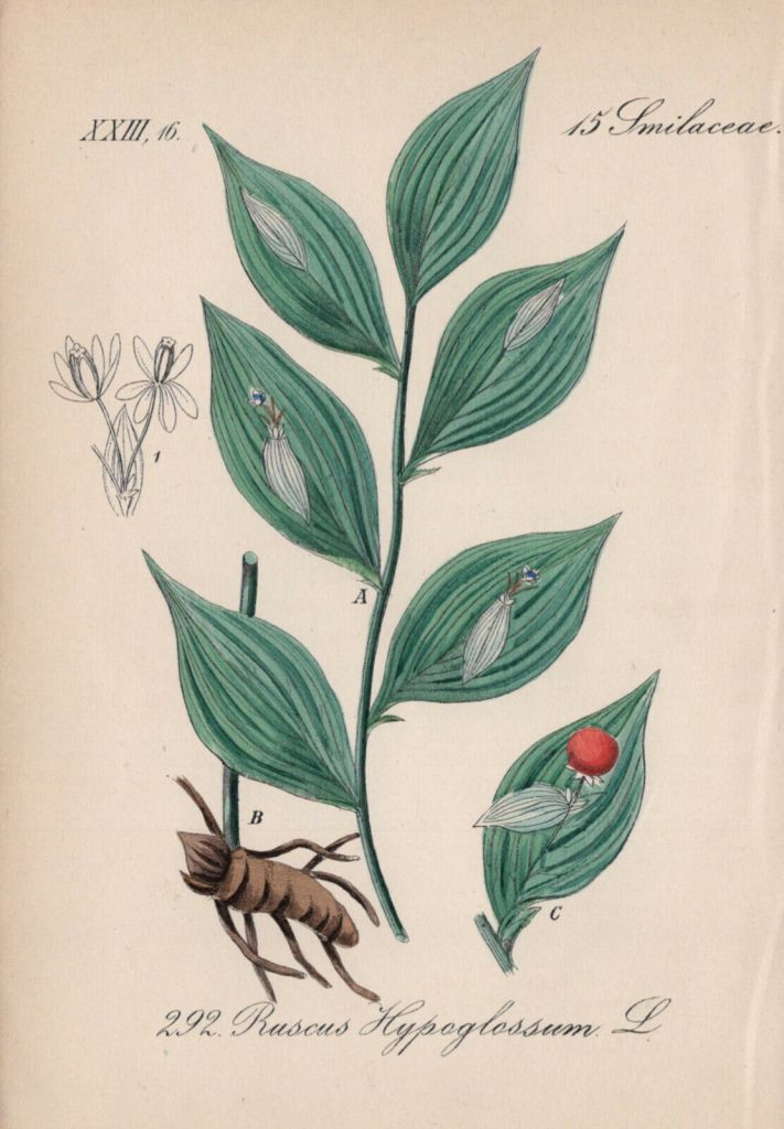 hypoglossum.jpg