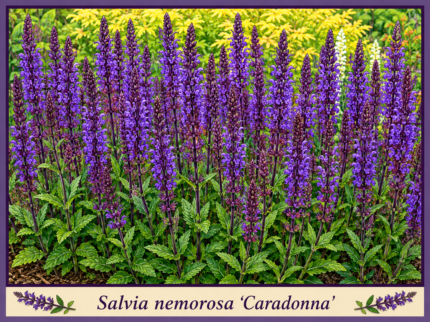 Caradonna.png Caradonna.png