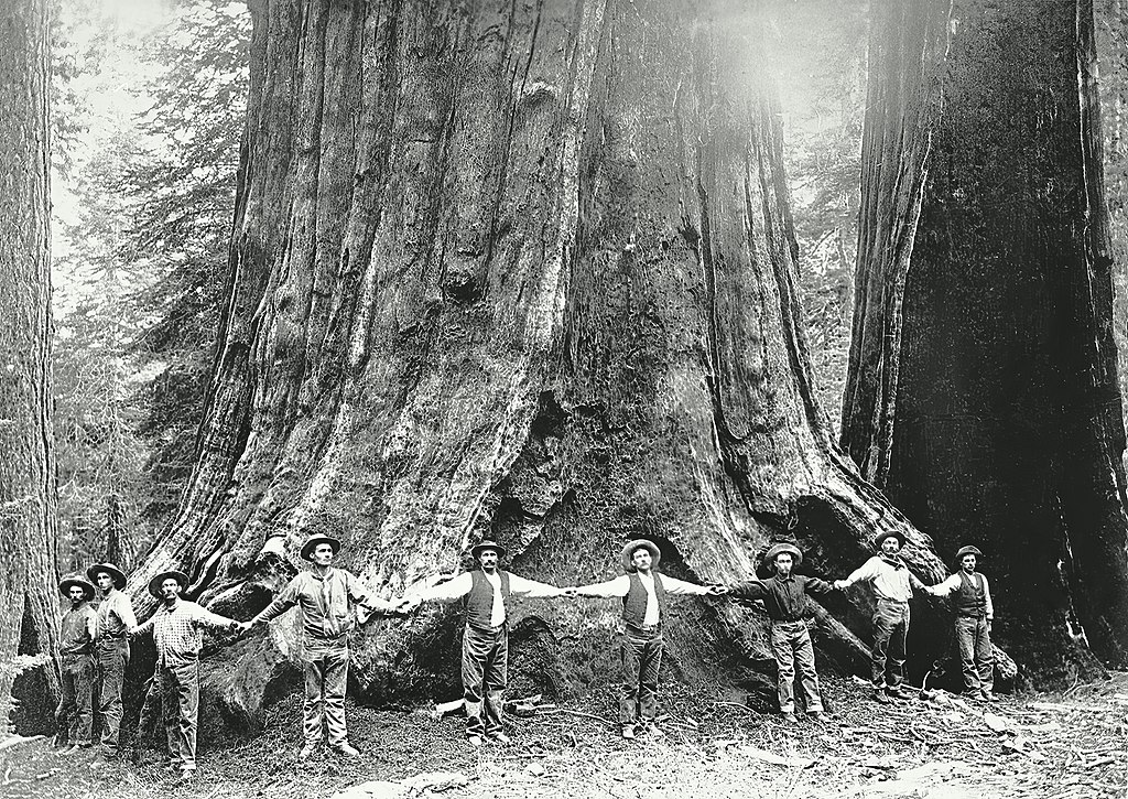 General-Noble-a-giant-sequoia-tree-in-Converse-Basin-Grove-holdinghands-1892.jpg