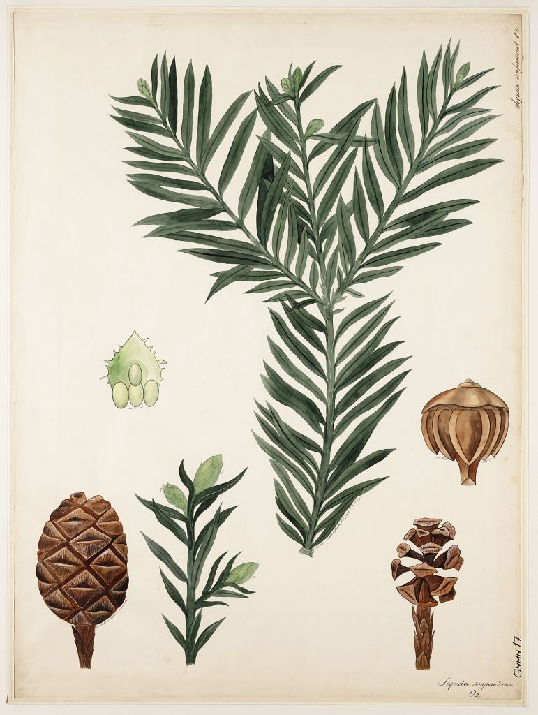 sempervirens.jpg