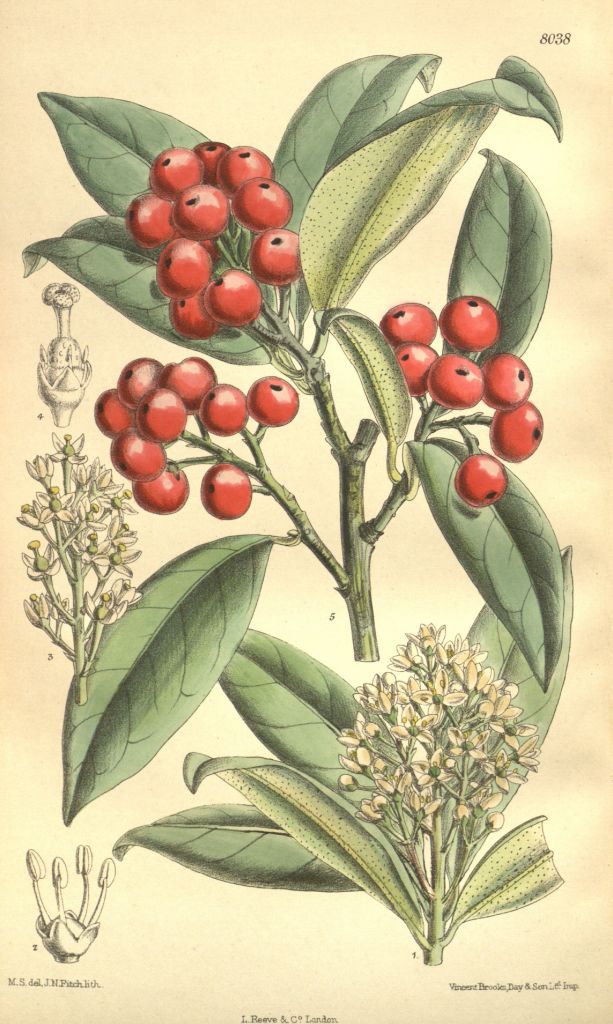 japonica2.jpg