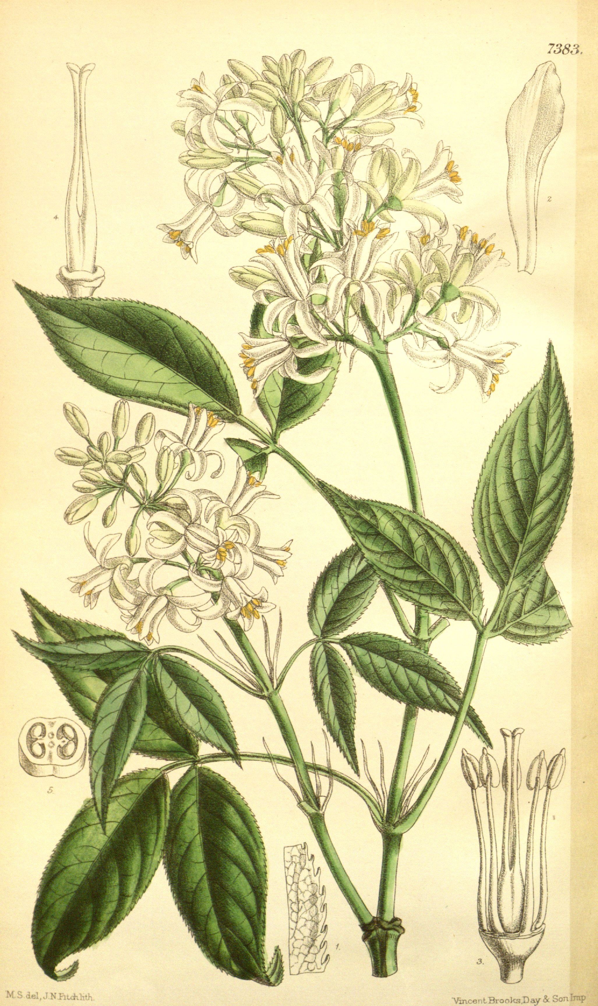 colchica.jpg colchica.jpg