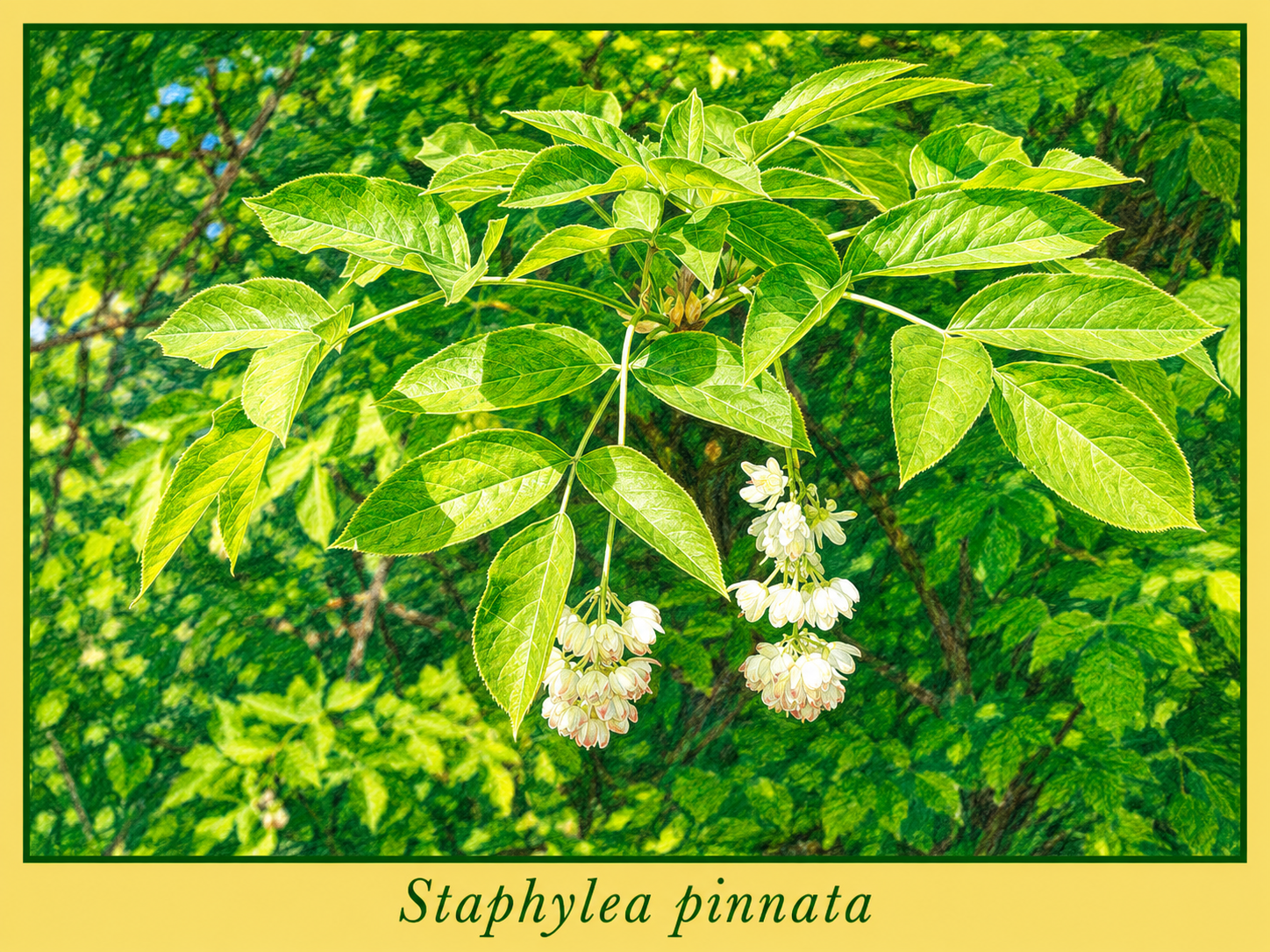pinnata.png