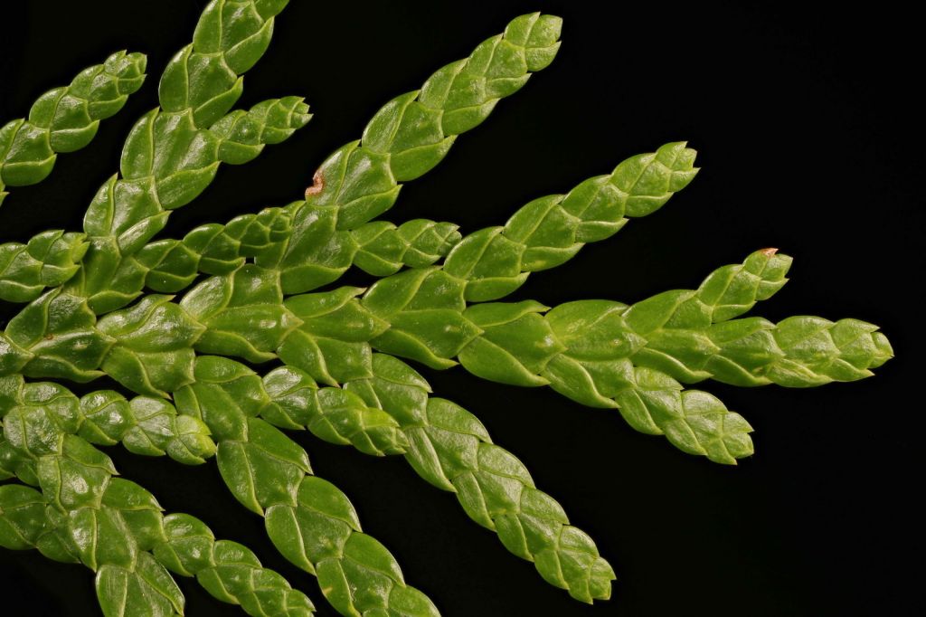 plicata.jpg