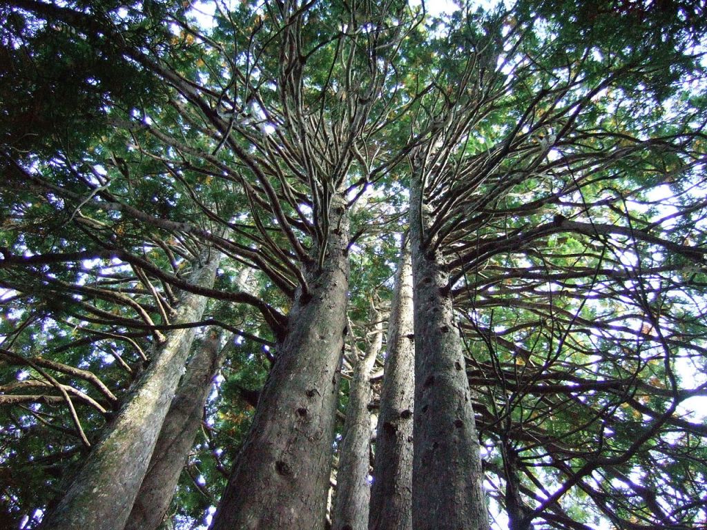 1280px-Juunihon_Yasu.jpg