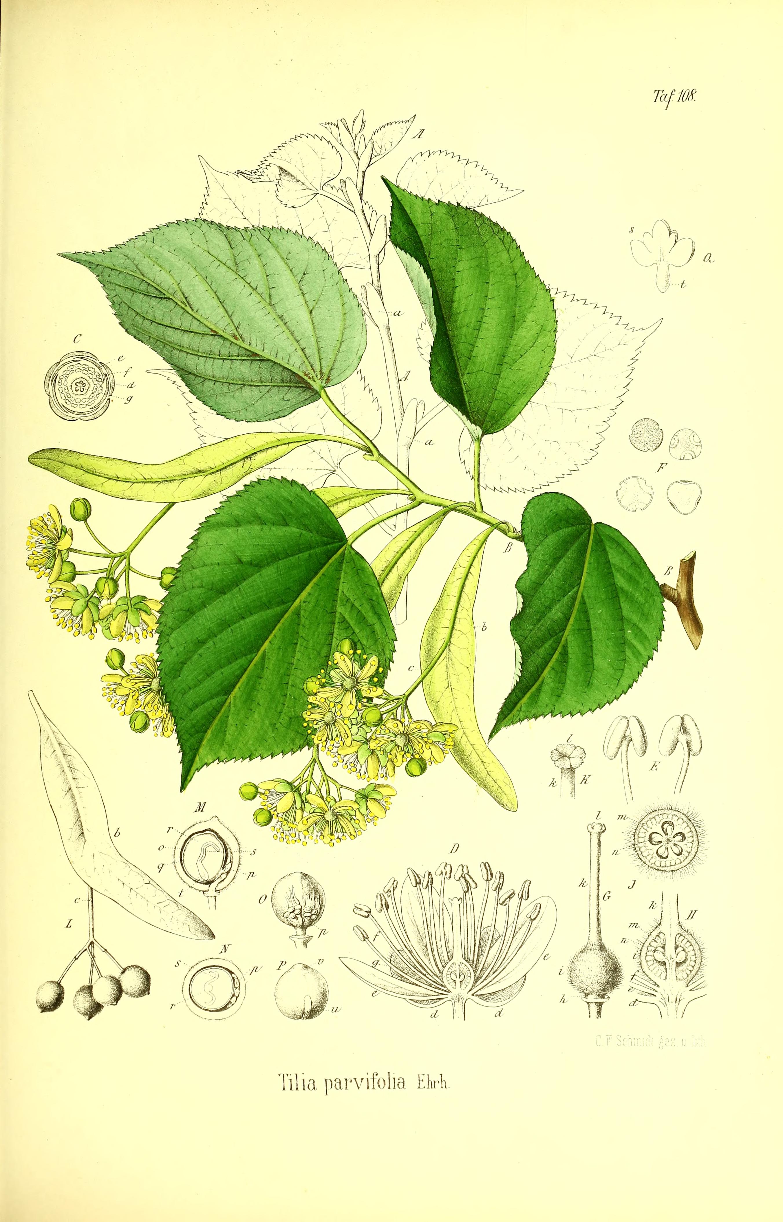 cordata.jpg cordata.jpg